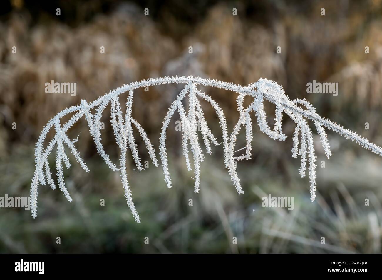 Image détaillée du givre sur l'herbe longue. Banque D'Images