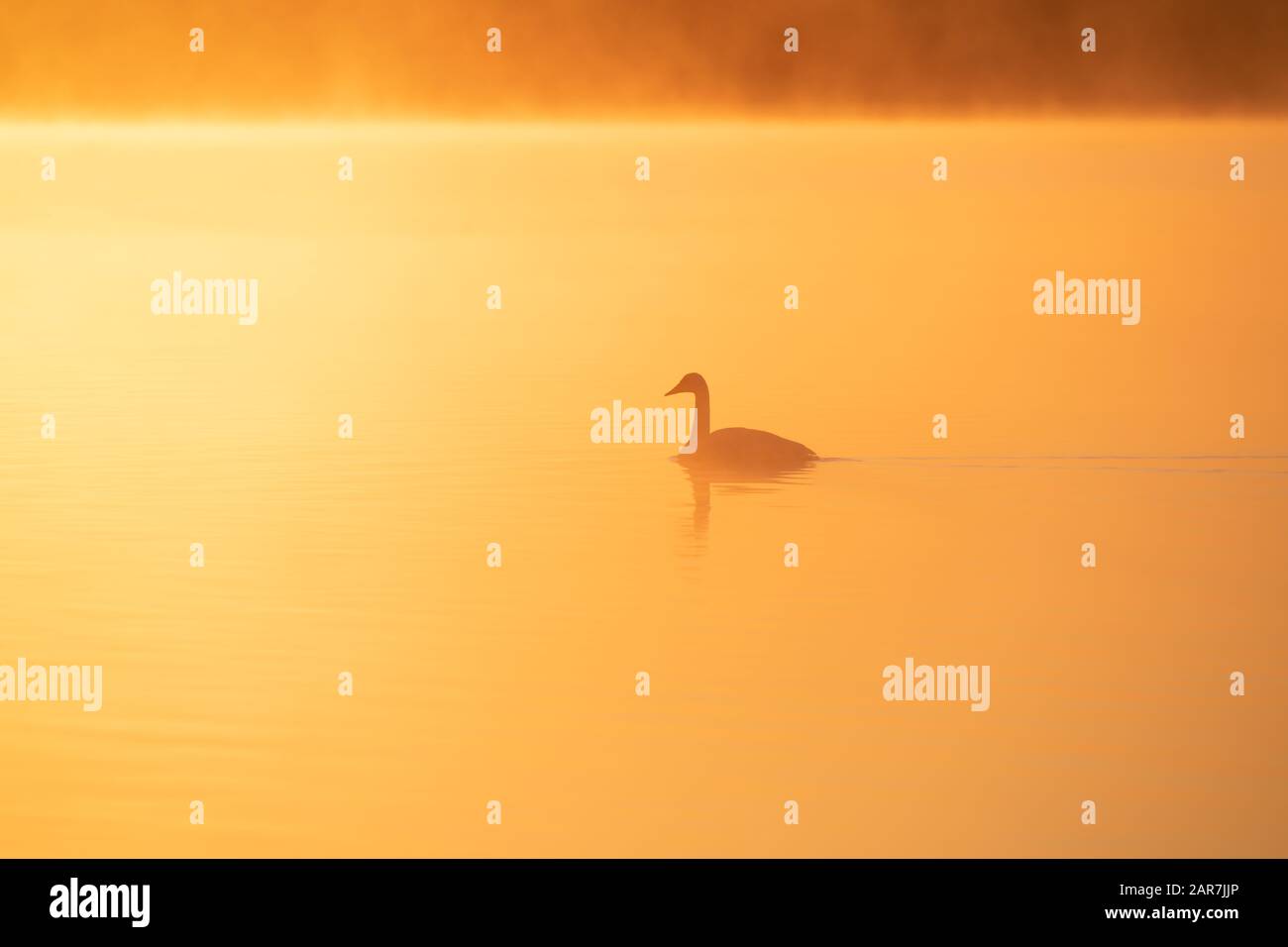 Le cygne hooper (Cygnus cygnus) nageant à travers la brume dorée ensoleillée au lever du soleil. Banque D'Images