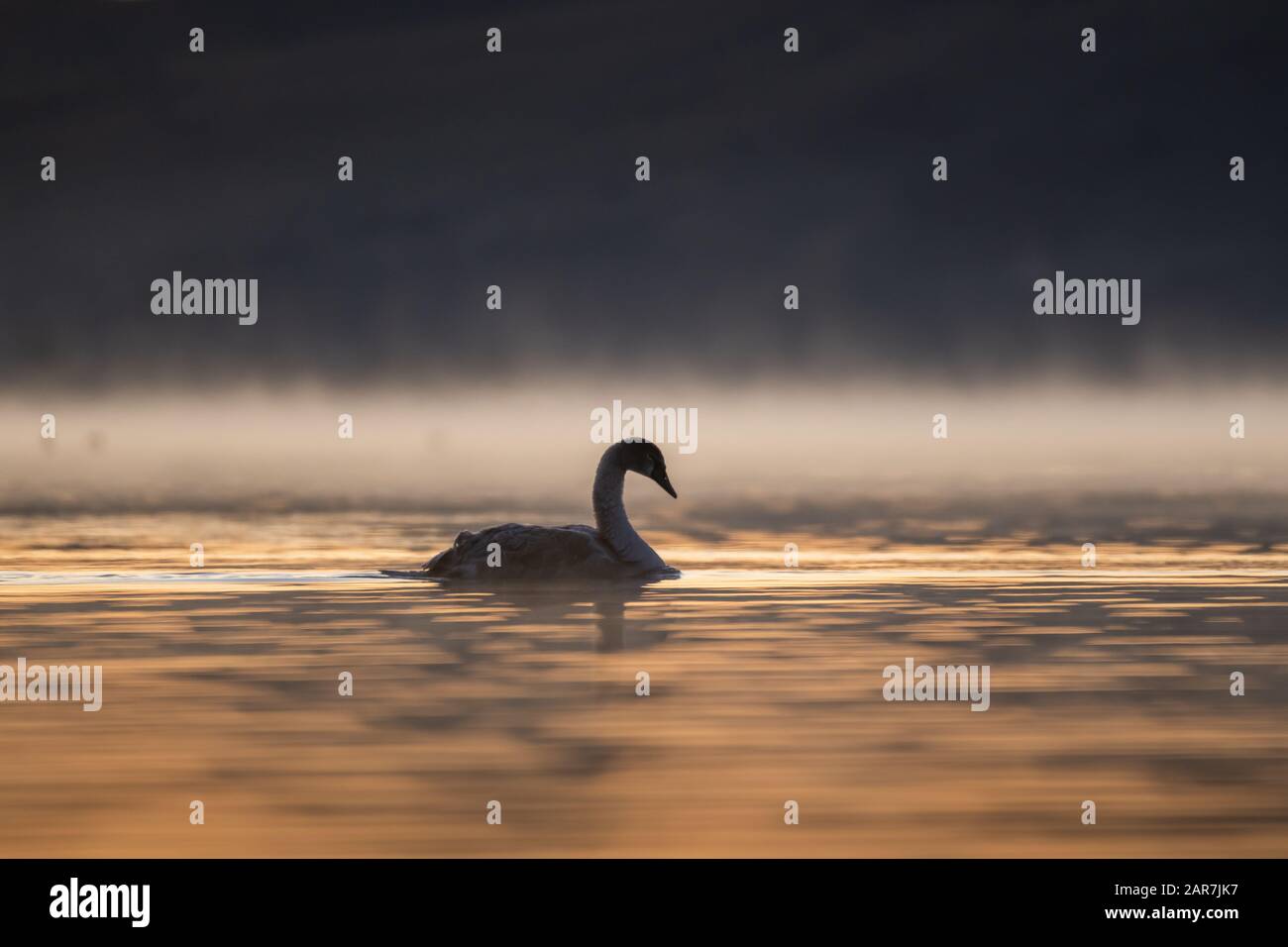 Cygnus (Cygnus cygnus) nageant à travers la brume ensoleillée au lever du soleil. Banque D'Images