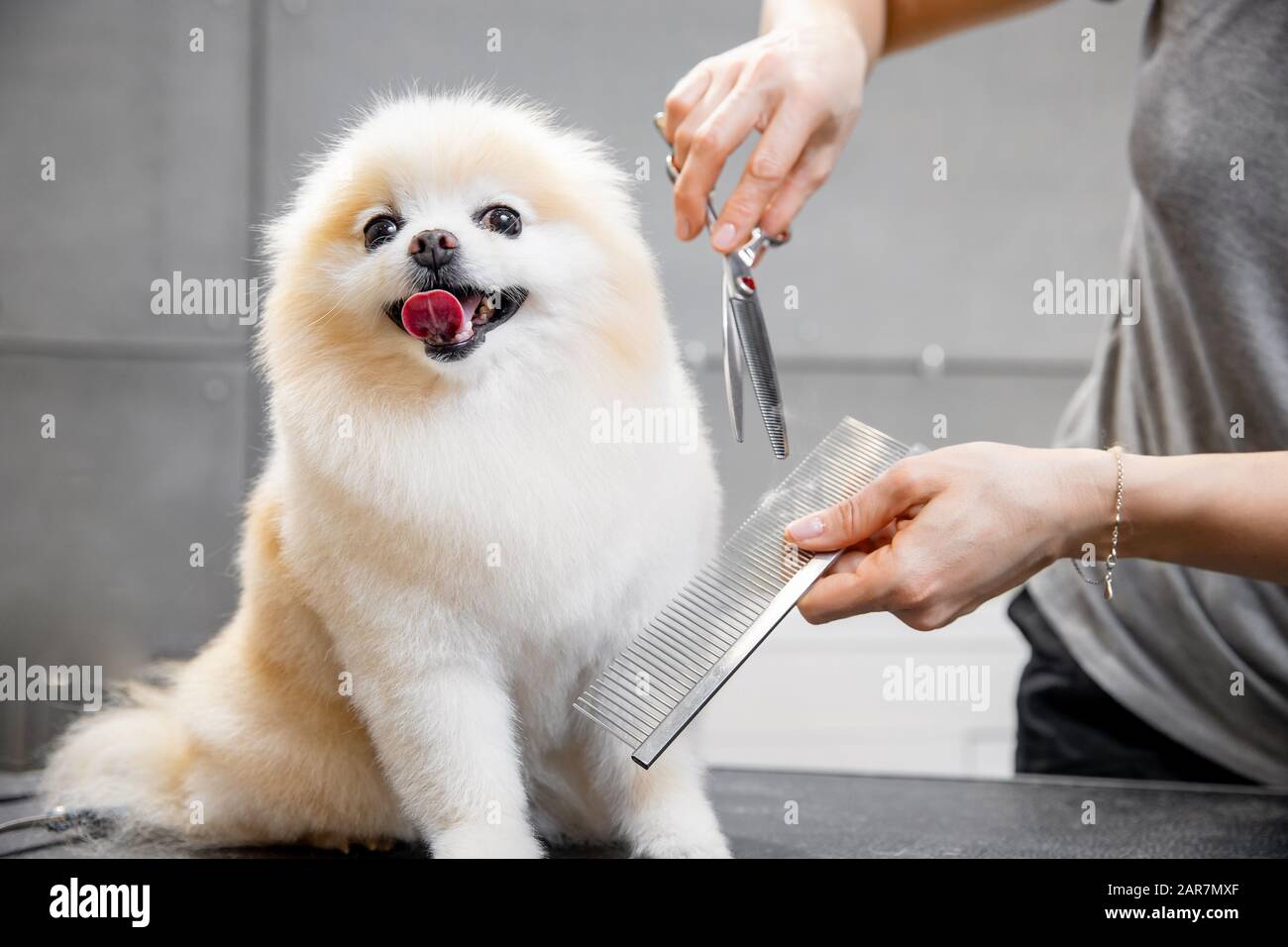 Fille maître toiletteur shears petit chien spitz Pomeranian avec des  ciseaux de coiffure pour les animaux Photo Stock - Alamy