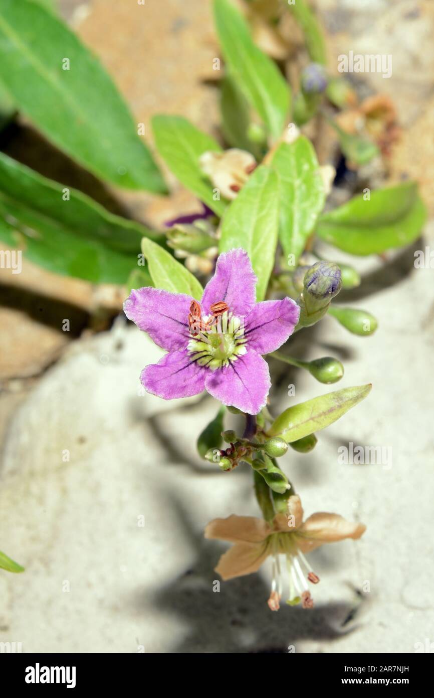 La barbarie lycique (plante de thé du duc d'Argyll) est un arbre originaire de Chine mais aujourd'hui largement cultivé. Banque D'Images