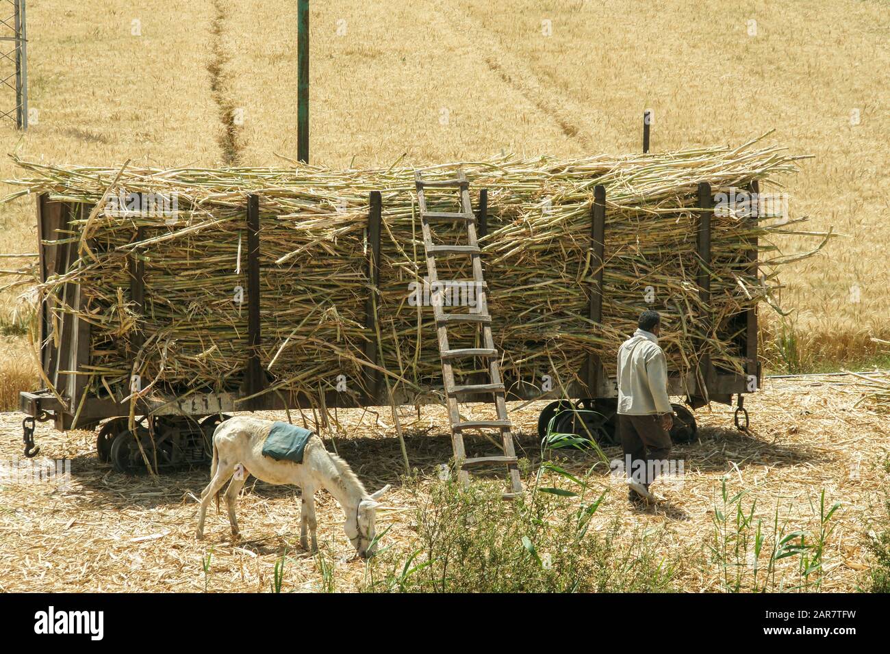 Safaga; Egypte; Afrique. Les hommes récoltant de la canne à sucre et chargeant sur des wagons. Un âne grazes à proximité. Banque D'Images