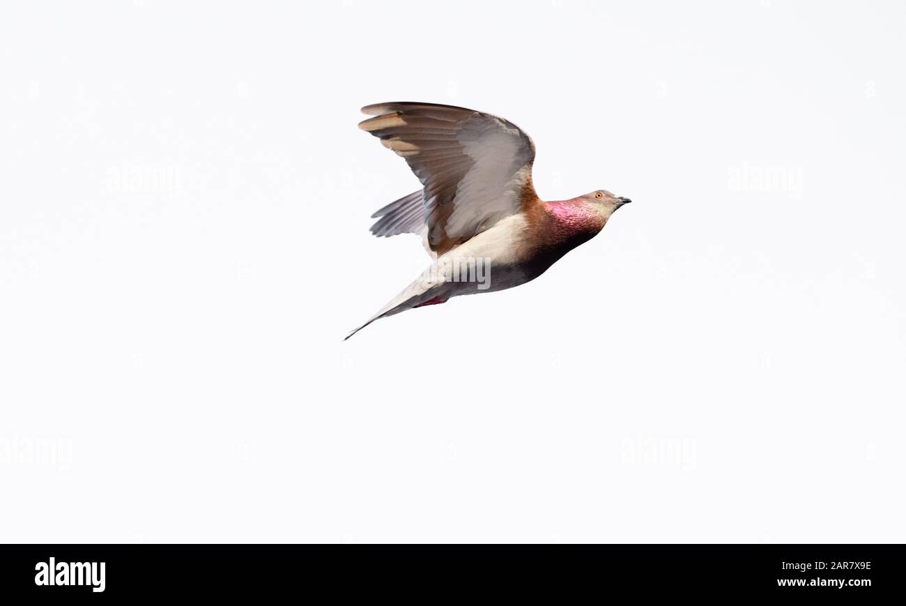 Un Pigeon Dove Bird Flying Isolé Sur Blanc Banque D'Images