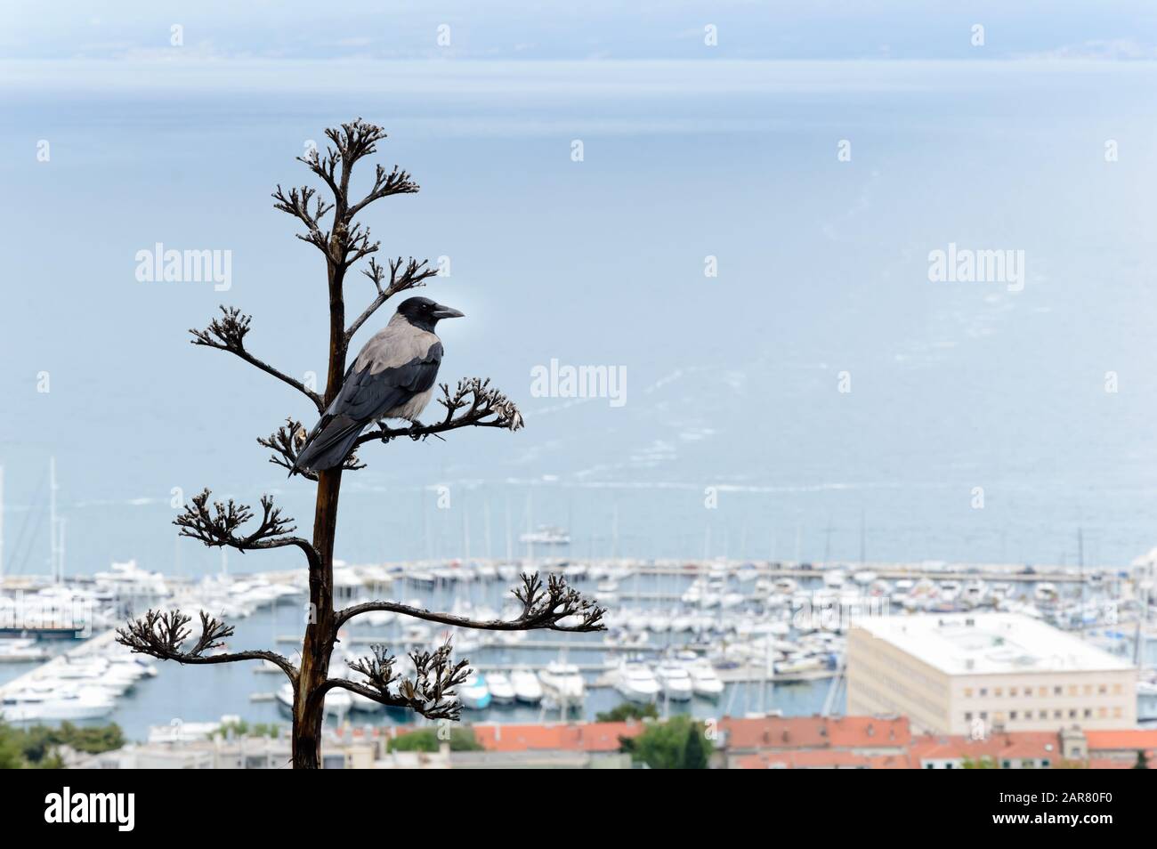 Cornix à capuche, Corvus cornix ou hoodie assis sur un arbre sec avec un port flou en mer en arrière-plan Banque D'Images