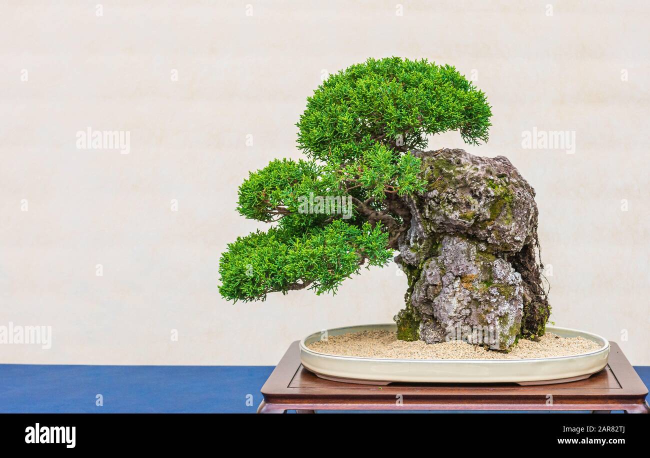 Un petit bonsai dans un pot en céramique. Bonsai -ishizuki- L'Un des styles les plus durs de bonsai à se développer. Banque D'Images