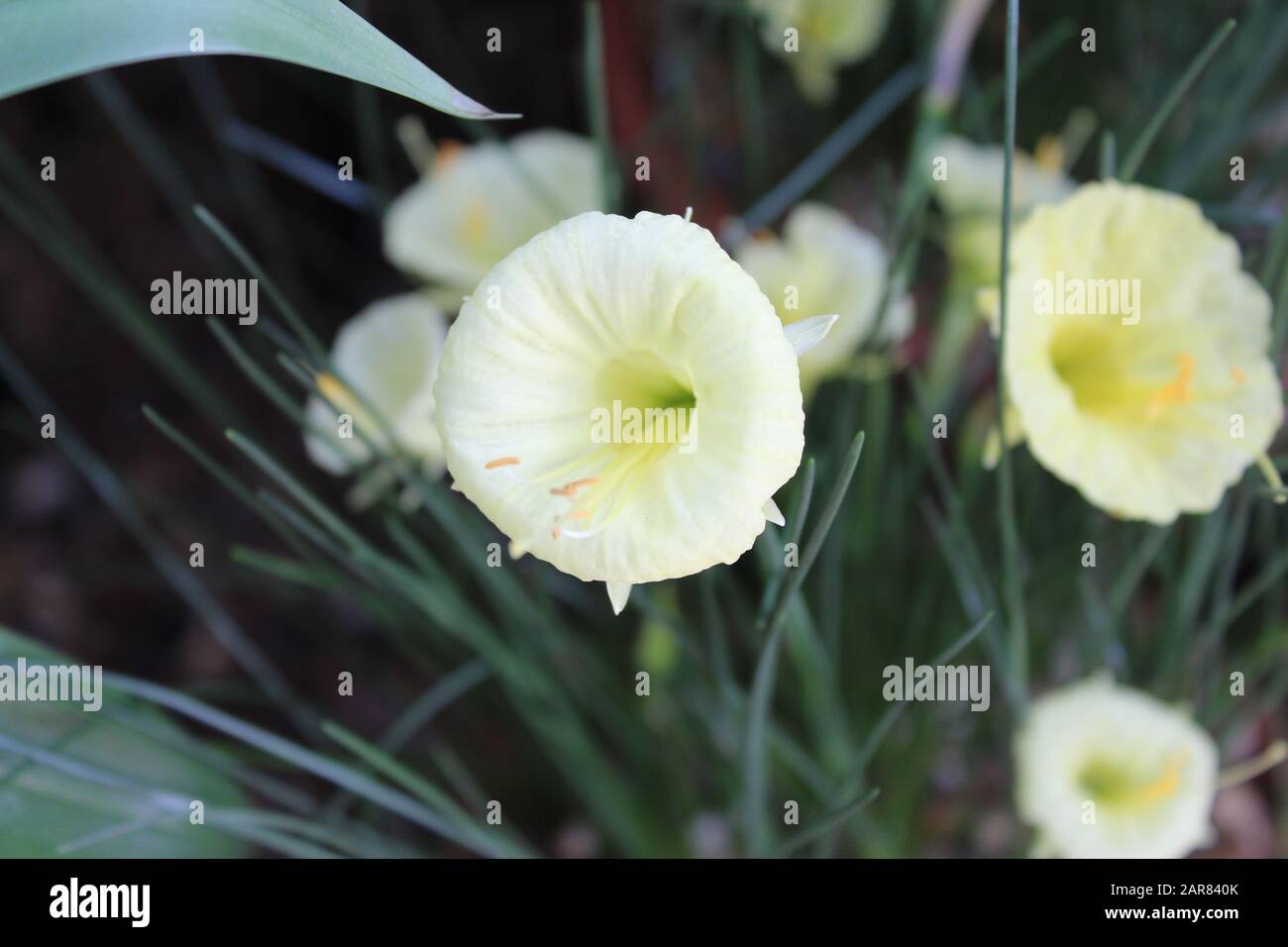 Close up de fleurs jaunes Banque D'Images