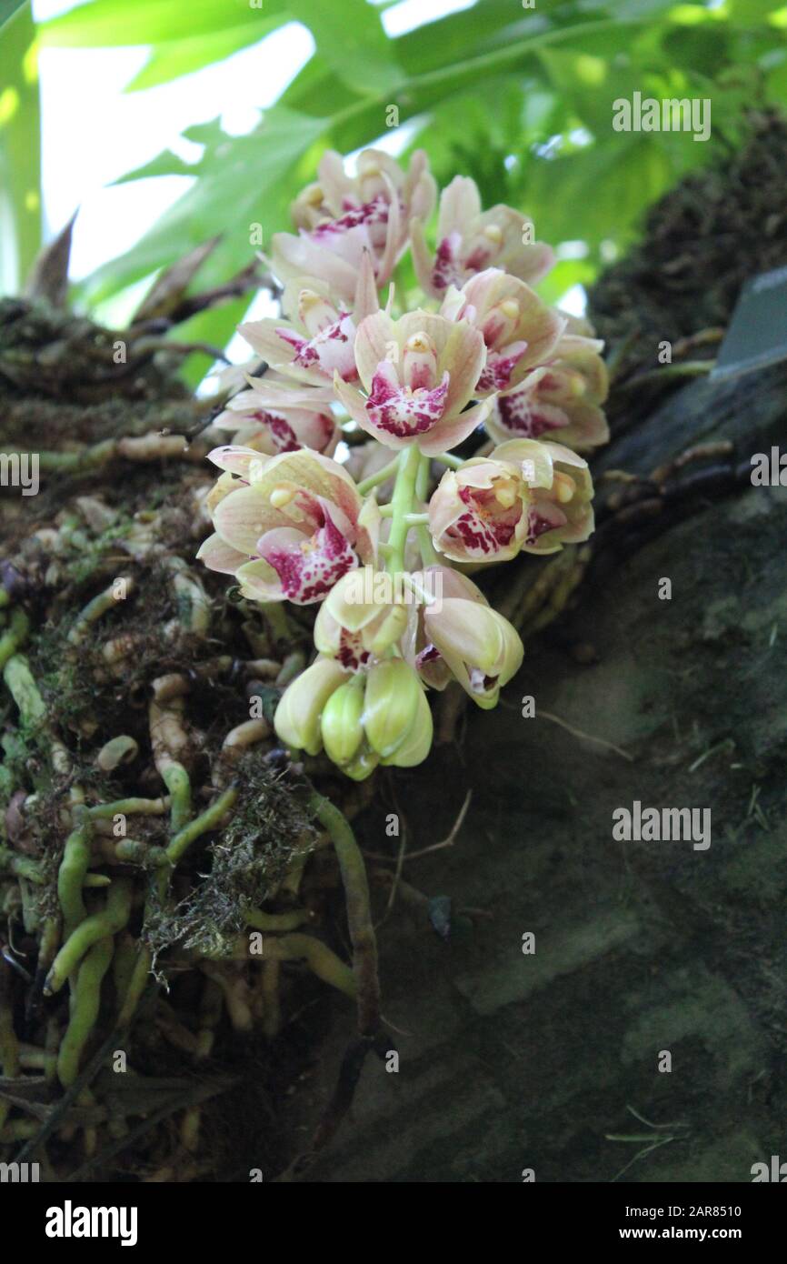 Orchidées pâles accrochées à un arbre Banque D'Images