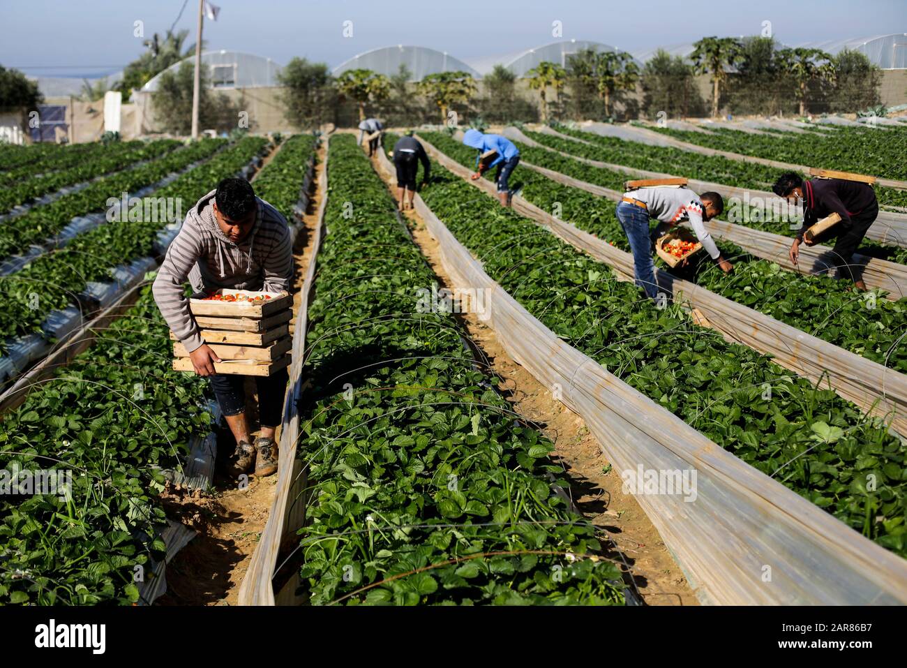 Les Palestiniens cueillir des fraises dans une ferme, à Beit Lahyia, dans le nord de la bande de Gaza. Les agriculteurs de Gaza espèrent exporter 1 100 tonnes de fraises en Europe, en Israël et en Cisjordanie par un blocus israélien partiellement atténué aux frontières de Gaza. Banque D'Images