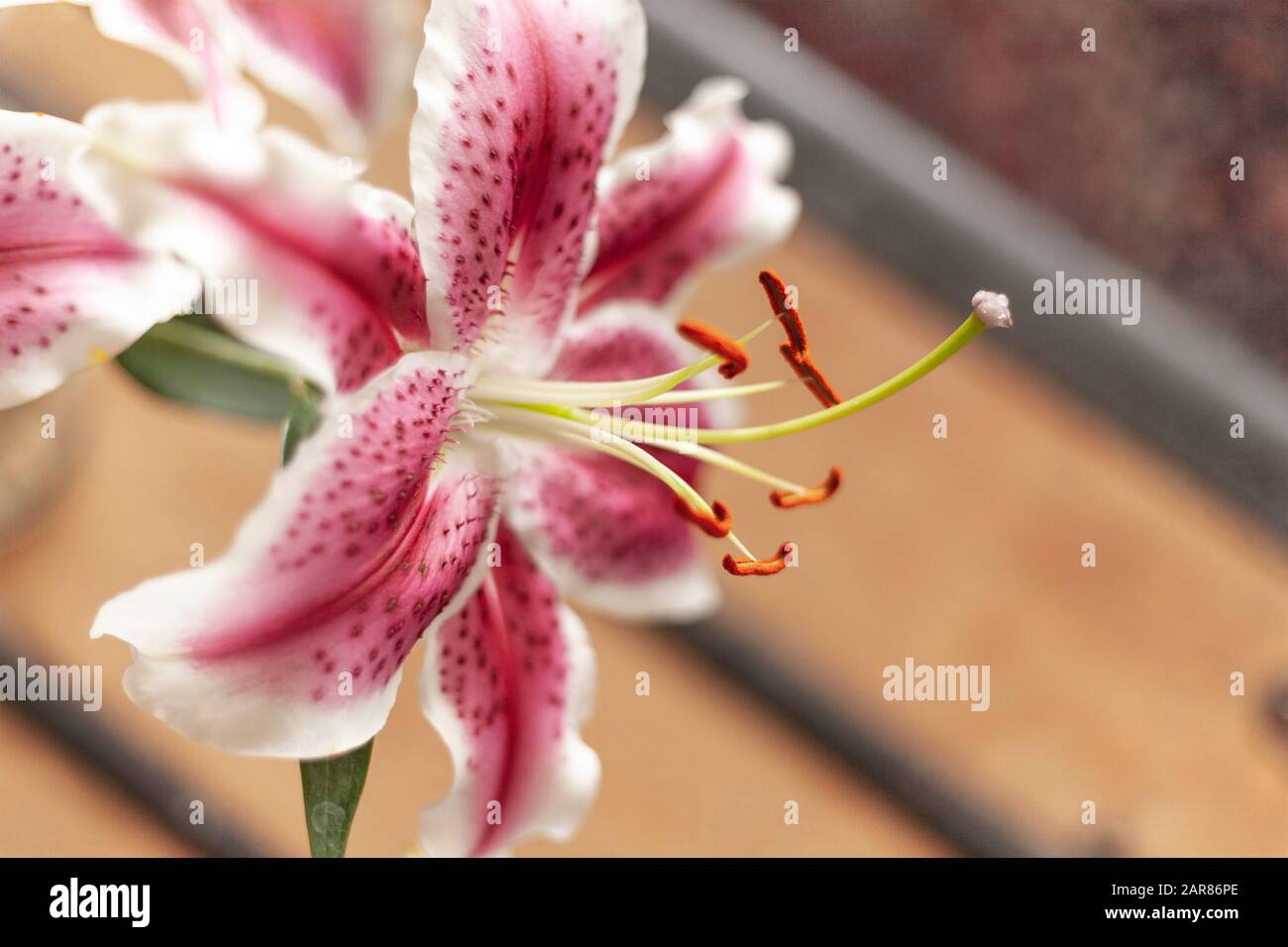 Un bouquet de lys Stargazer avec des pétales roses et blancs profonds et du pollen d'orange sur les étamines. Banque D'Images