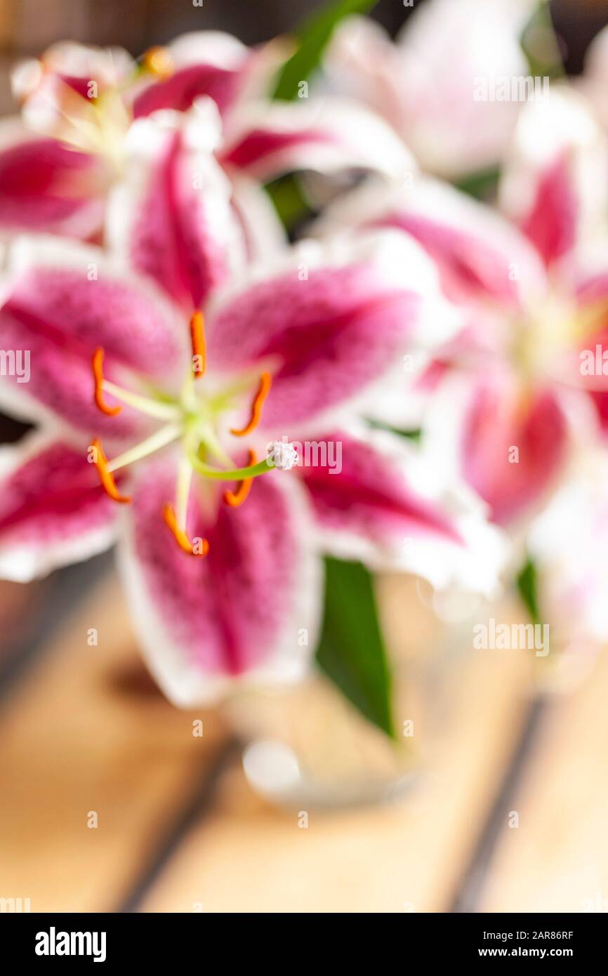 Un bouquet de lys Stargazer avec des pétales roses et blancs profonds et du pollen d'orange sur les étamines. Banque D'Images