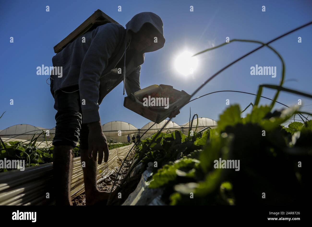 Gaza, La Bande De Gaza, Palestine. 21 décembre 2019. Un agriculteur palestinien remplit une boîte de fraises récoltées dans une ferme de Beit Lahia, dans le nord de la bande de Gaza. Les agriculteurs de Gaza espèrent exporter 1 100 tonnes de fraises vers l'Europe, Israël et la Cisjordanie à travers un blocus israélien partiellement atténué aux frontières de Gaza. Crédit: Mahmoud Issa/Sopa Images/Zuma Wire/Alay Live News Banque D'Images