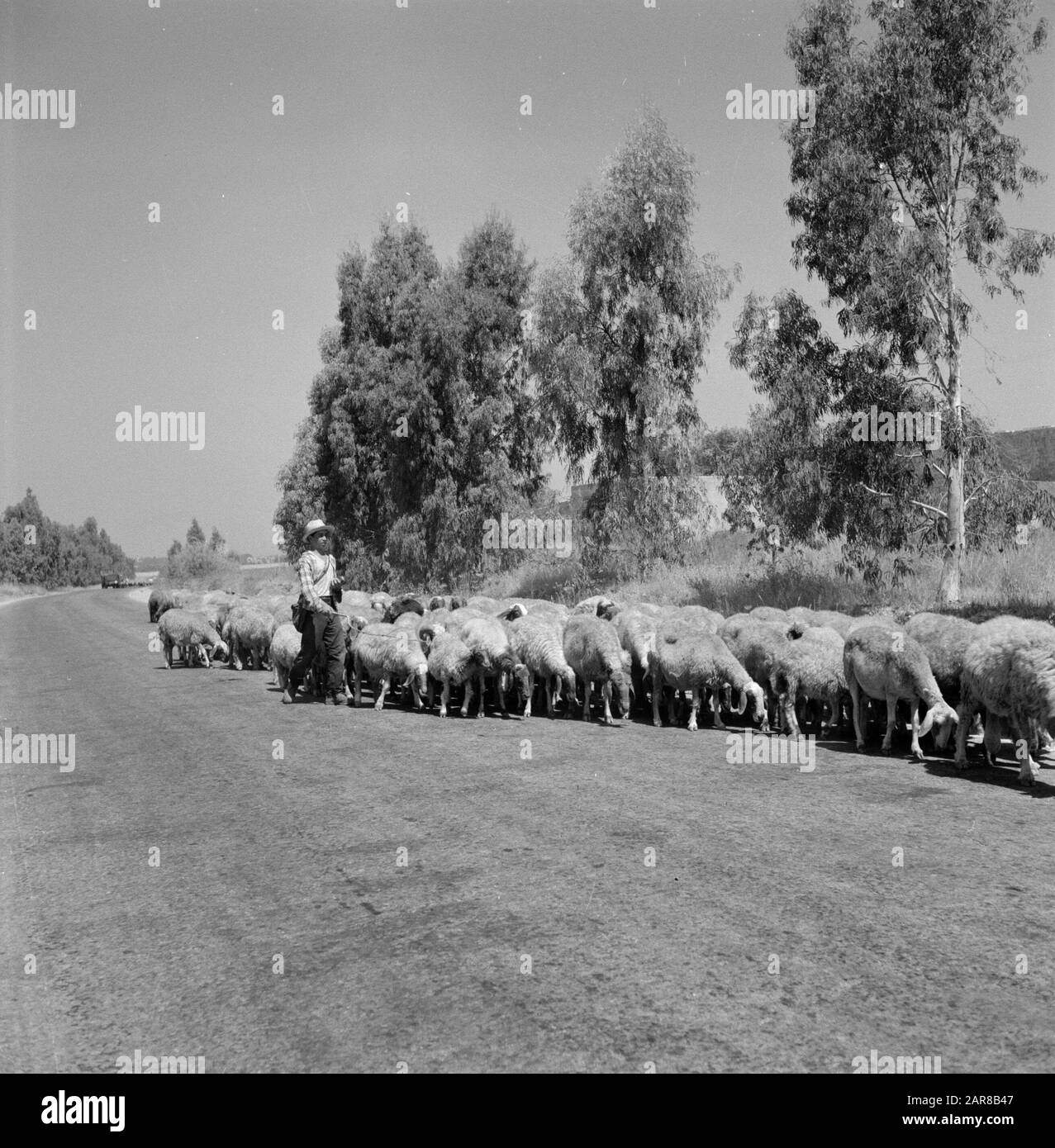 Peau de mouton avec un berger dans un paysage avec des arbres Date: 1 janvier 1964 lieu: Israël mots clés: Arbres, bergers, troupeaux, moutons, bétail Banque D'Images