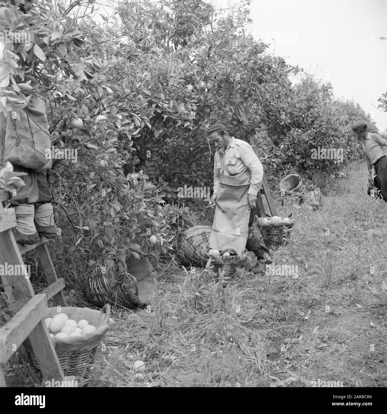 Israël 1948-1949:Pardes Orange pickers sur une plantation d'agrumes à Pardes au travail Date: 1948 lieu: Israël, Pardes mots clés: Travailleurs, agrumes, culture de fruits, récolte, plantations Banque D'Images