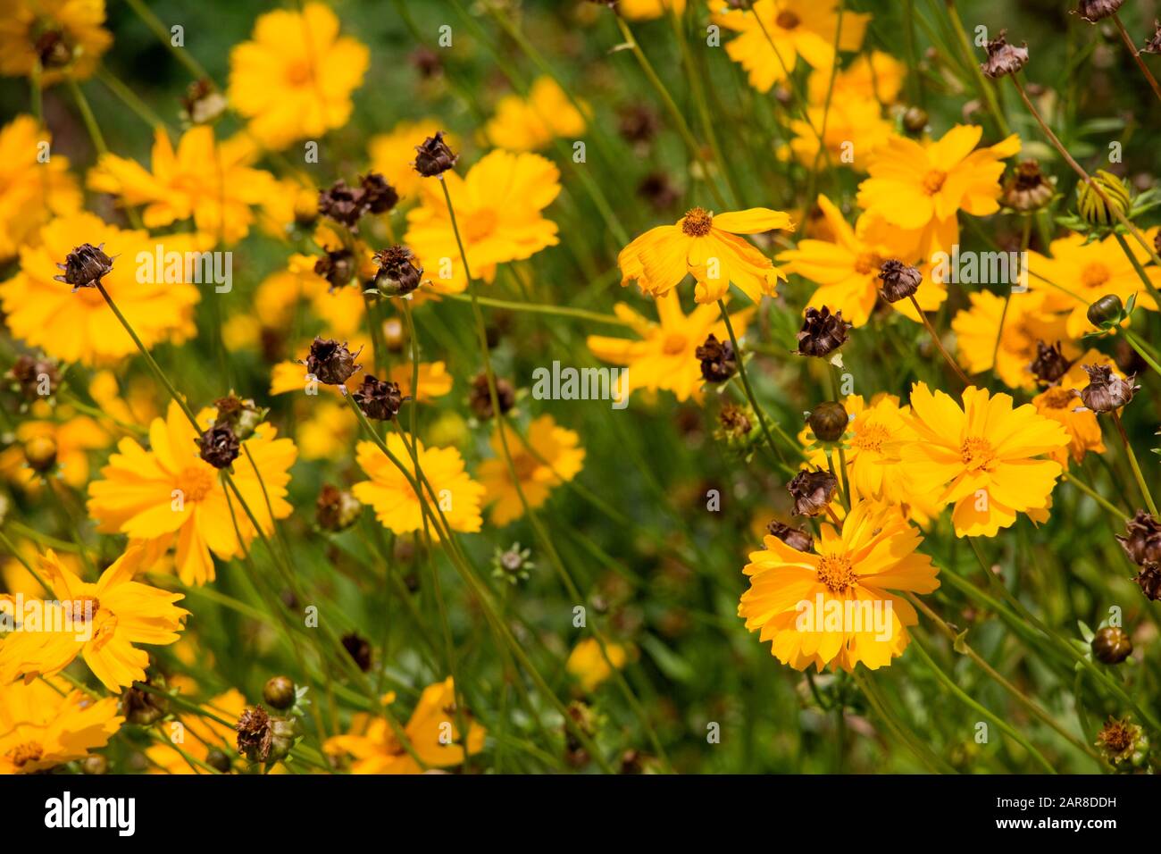 Behaartes Mädchenauge (Coreopsis pubescens) im botanischen Garten, Bonn, Nordrhein-Westfalen, Allemagne Banque D'Images