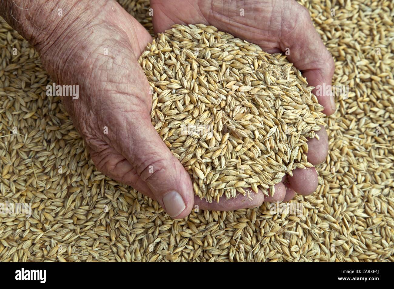Les agriculteurs tiennent la récolte de la rangée Albright 'Six' Spring Barley 'Hordeum vulgare', Alaska, Banque D'Images