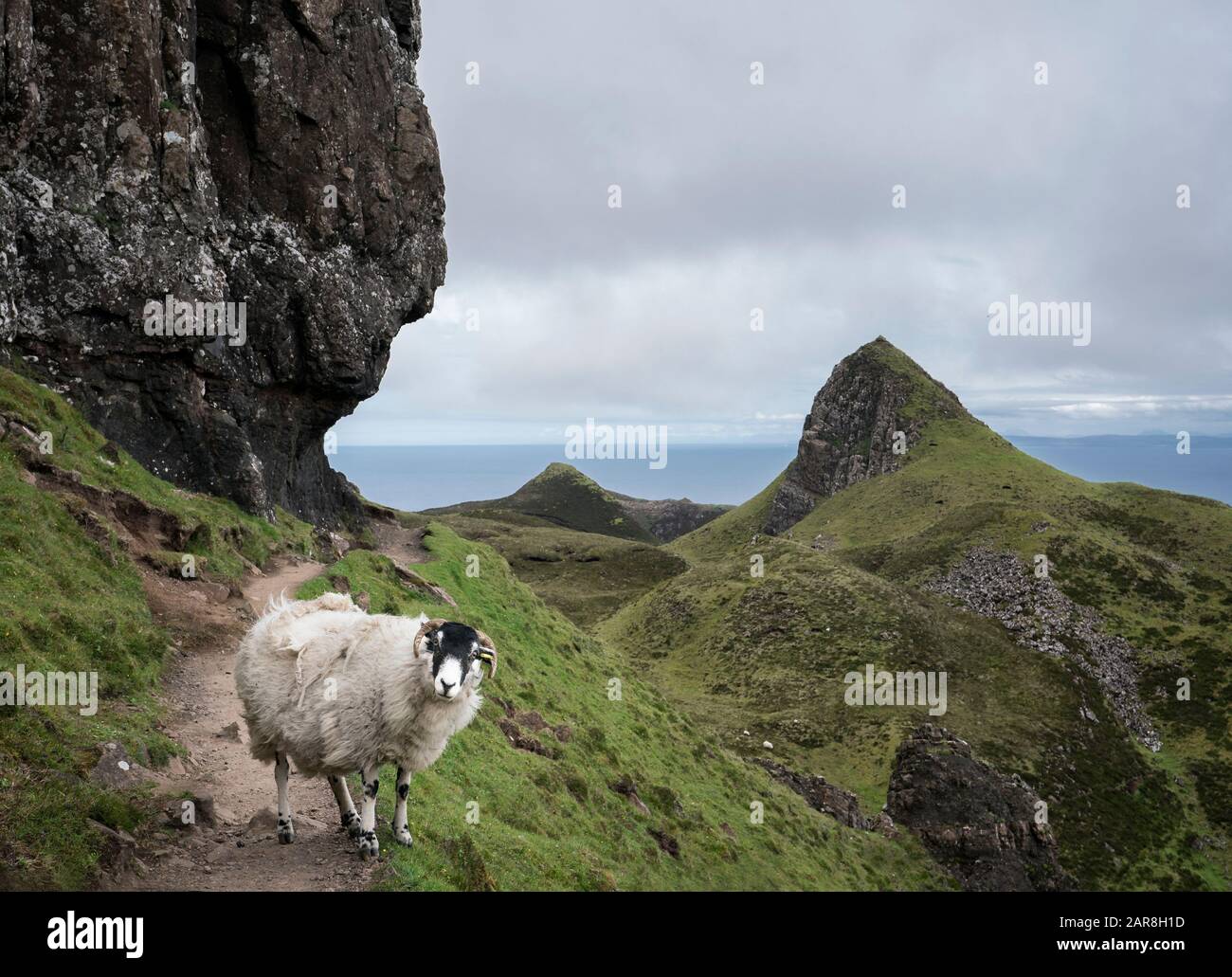 Le mouton bloque le chemin étroit sur le sentier de randonnée à Quaring, île de Skye, Écosse Banque D'Images