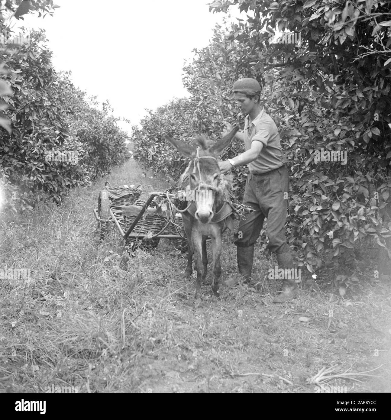 Israël 1948-1949:Pardes Transport d'oranges par wagon âne sur une plantation d'agrumes à Pardes Date: 1948 lieu: Israël, Pardes mots clés: Travailleurs, agrumes, ânes, culture de fruits, récoltes, plantations, moyens de transport Banque D'Images