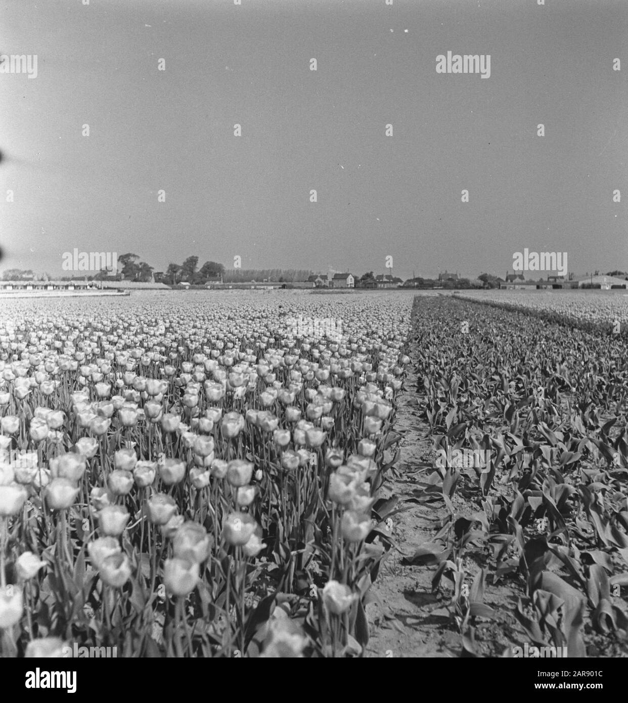 Champs de tulipes à Spalding (Lincolnshire) Date : 31 août 1944 lieu : Grande-Bretagne, Lincolnshire, Spalding mots clés : bulbes, champs de fleurs, tulipes, seconde Guerre mondiale Banque D'Images