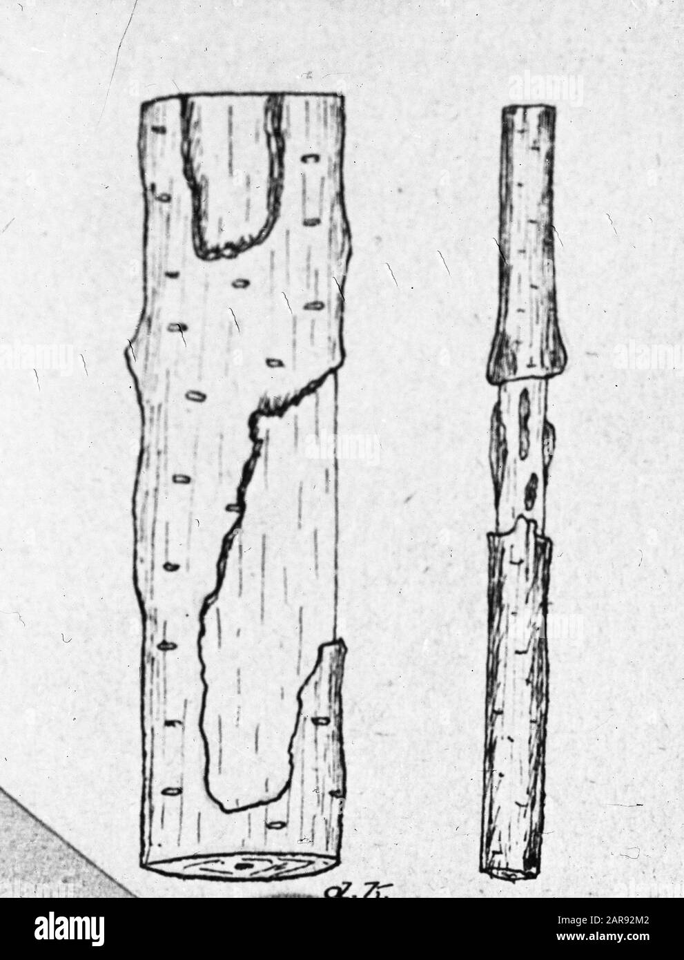 Insectes, dommages, arbres, vespa crabro, aulne Date: Non daté mots clés: Dommages, arbres, insectes Nom personnel: Aulne, vespa crabro Banque D'Images