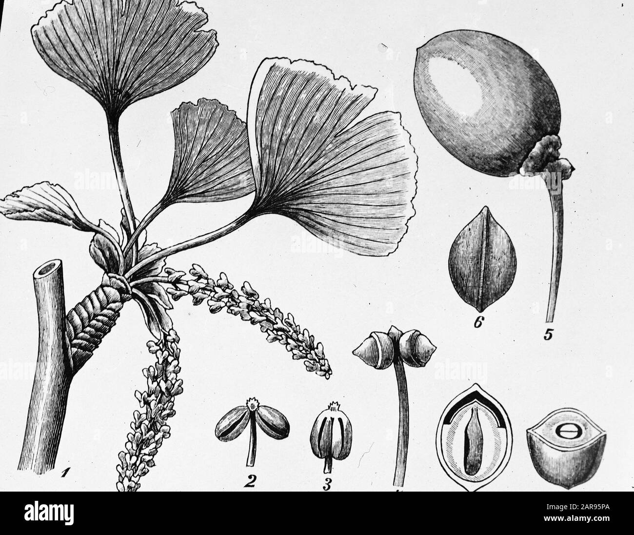 Date de dessin: Non daté mots clés: Arbres, forêts, botanique, avenues, bois de conifères Nom personnel: Ginko biloba Banque D'Images