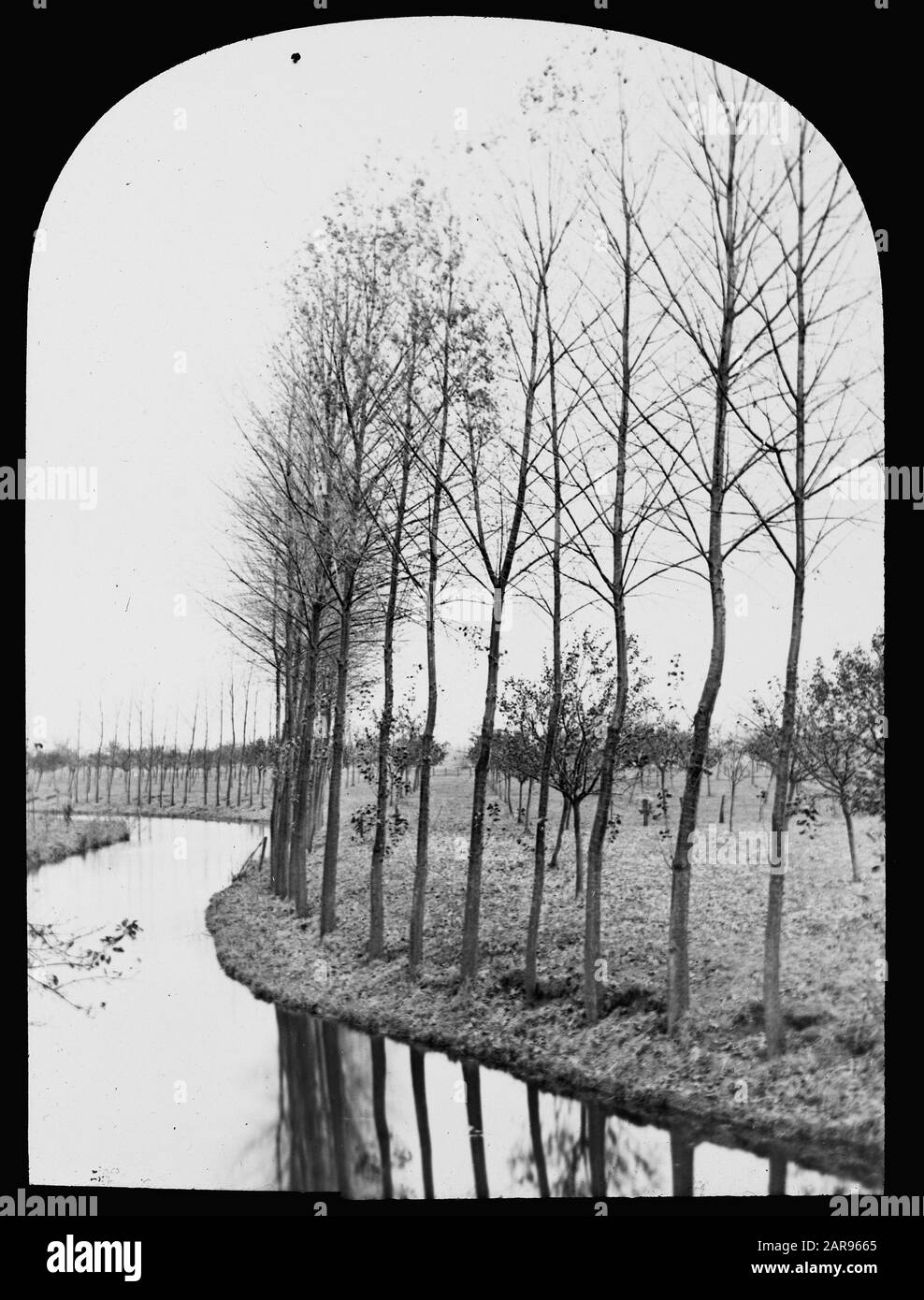 Bois caduque, arbres, forêts, avenues, botanique, canada Date : non daté mots clés : arbres, forêts, botanique, avenues, bois caduque Nom personnel : Canada Banque D'Images