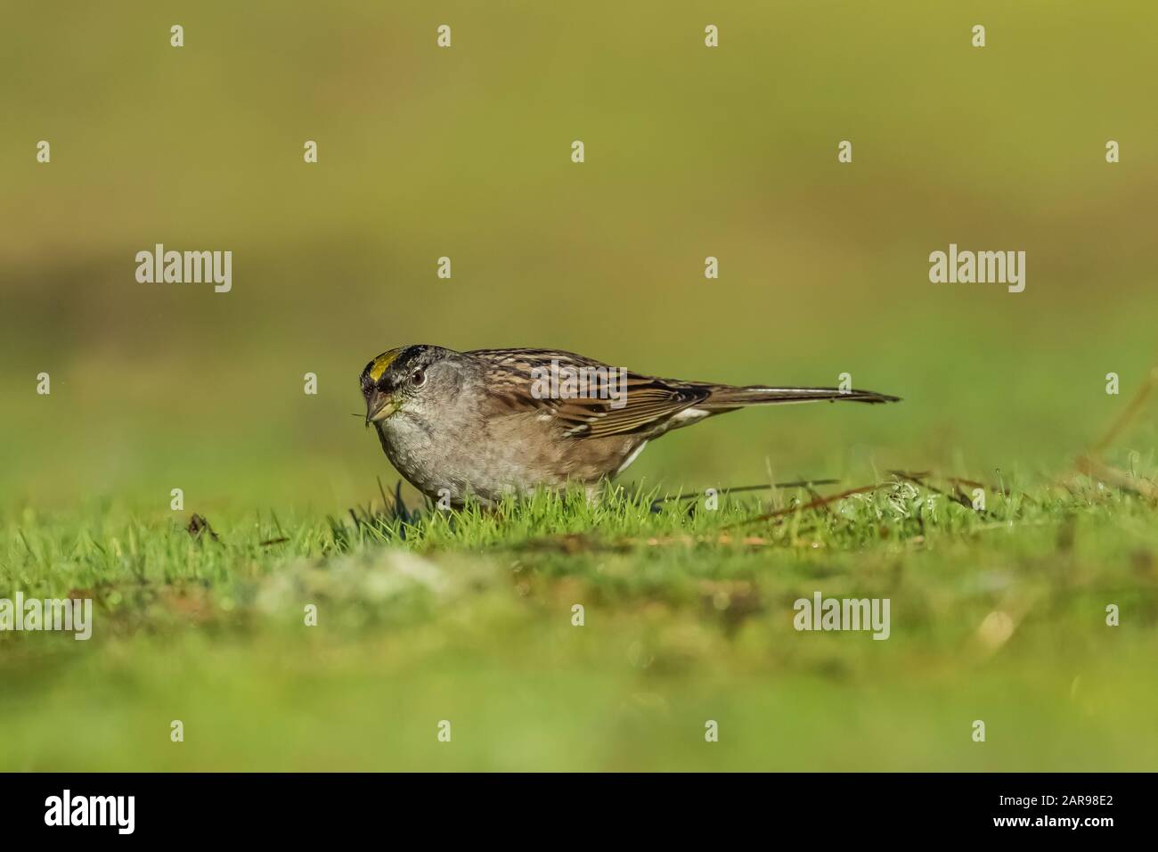 Sparrow couronné d'or, Zonotrichia atricapilla, se nourrissant sur le terrain dans le camping de Sunset State Beach près de Santa Cruz, Californie, États-Unis Banque D'Images