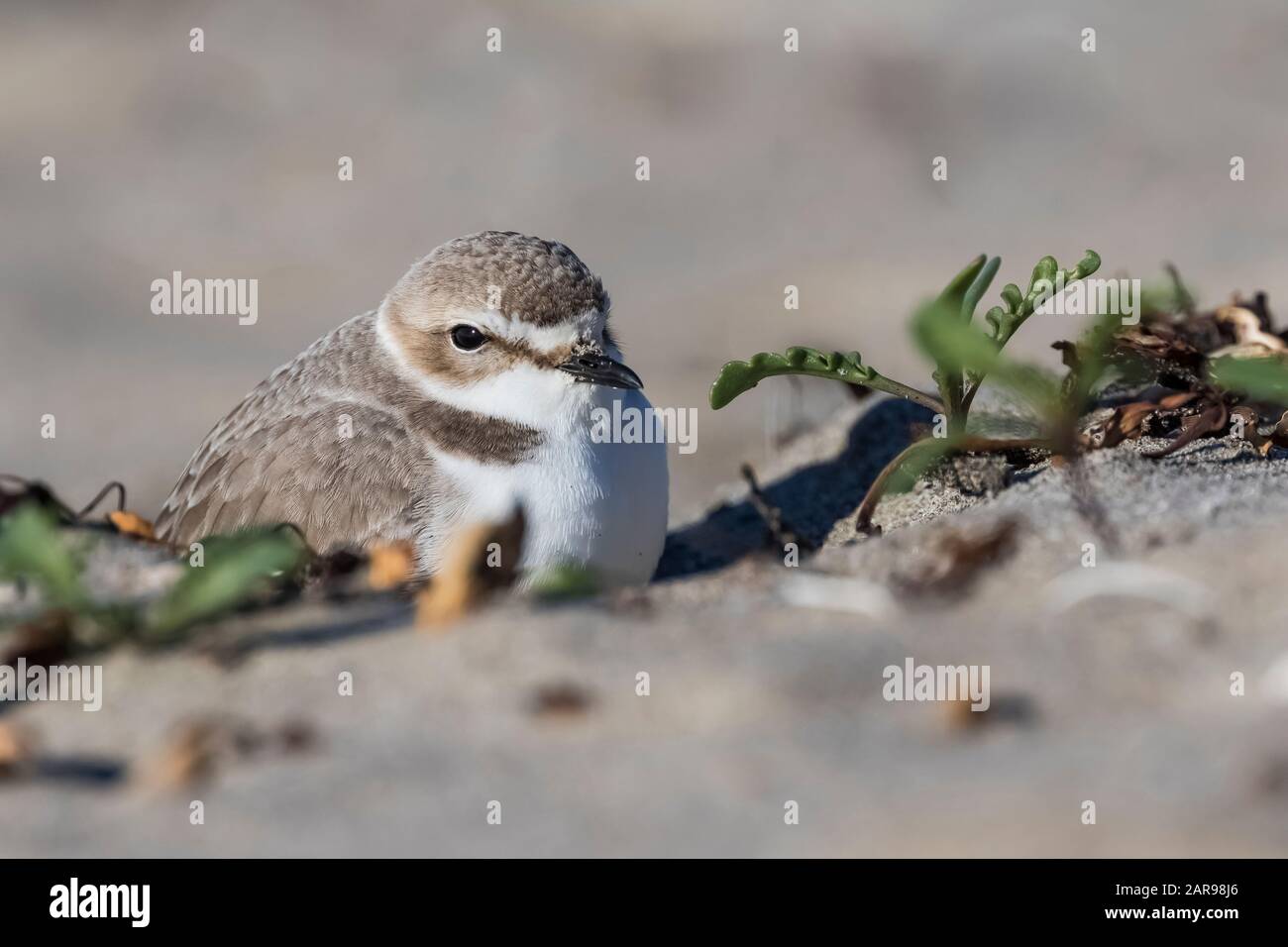 Snowy Plover, Charadrius nivosus, se réfugiant du vent sur la plage de sable supérieure de Sunset State Beach près de Santa Cruz, Californie, États-Unis Banque D'Images