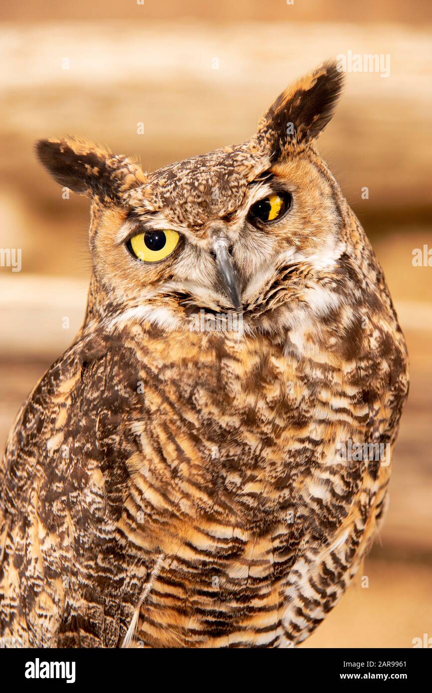 Une chouette cornée nommée One-Eyed Jack a un regard croisé en raison d'avoir perdu son œil gauche après avoir été frappé par une voiture à Newport Beach, Californie. Banque D'Images