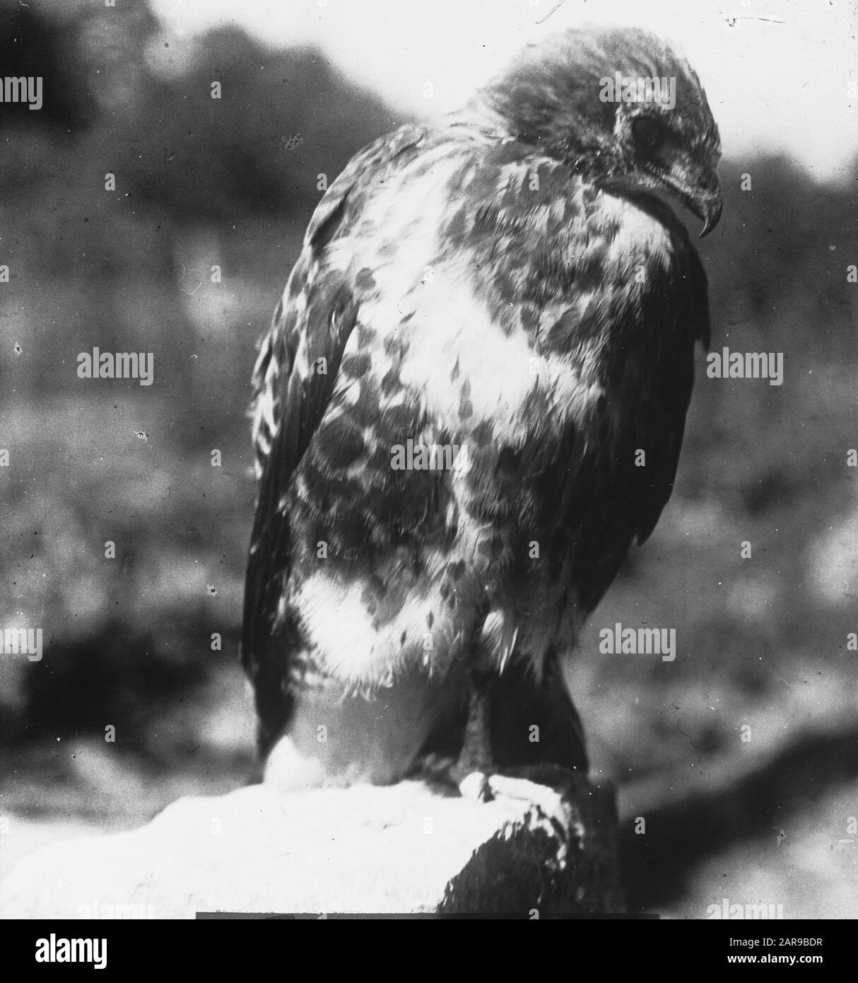 Oiseaux, buzzard Date: Non daté mots clés: Oiseaux Nom personnel: Buzzard Banque D'Images