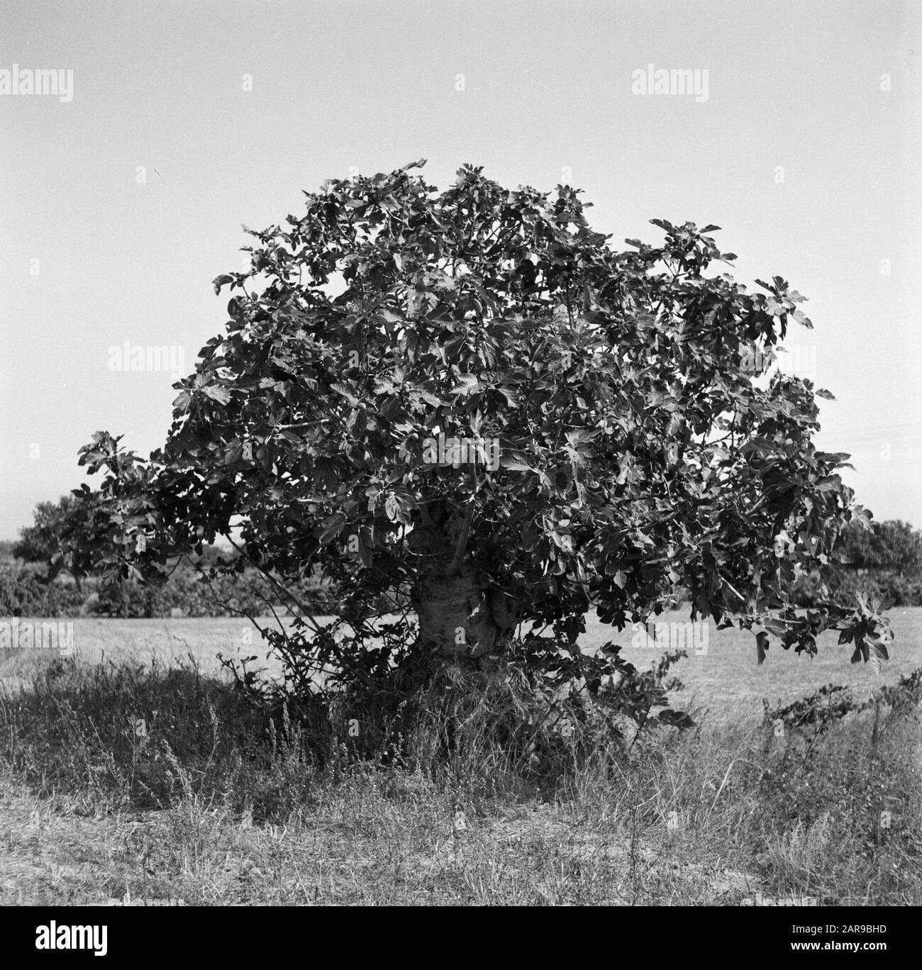 Vie de village et paysages sur la côte catalane Fig Tree Date: Non daté lieu: Catalogne, Espagne mots clés: Arbres Banque D'Images