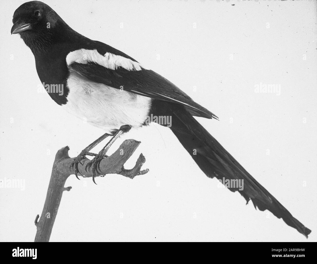 Oiseaux, magpie Date: Non daté mots clés: Oiseaux Nom De La Personne: Magpie Banque D'Images