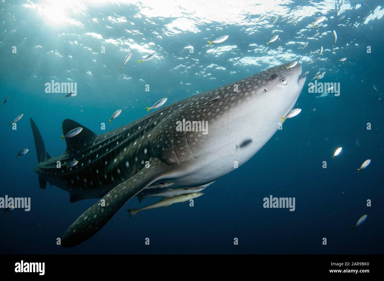 Requin baleine, Rhincodon typus, avec petits poissons et suckerfish Sleneis, naaucrates Echeneis, avec le soleil en arrière-plan, baie de Cenderawasih, Papouasie-Ouest, Indo Banque D'Images