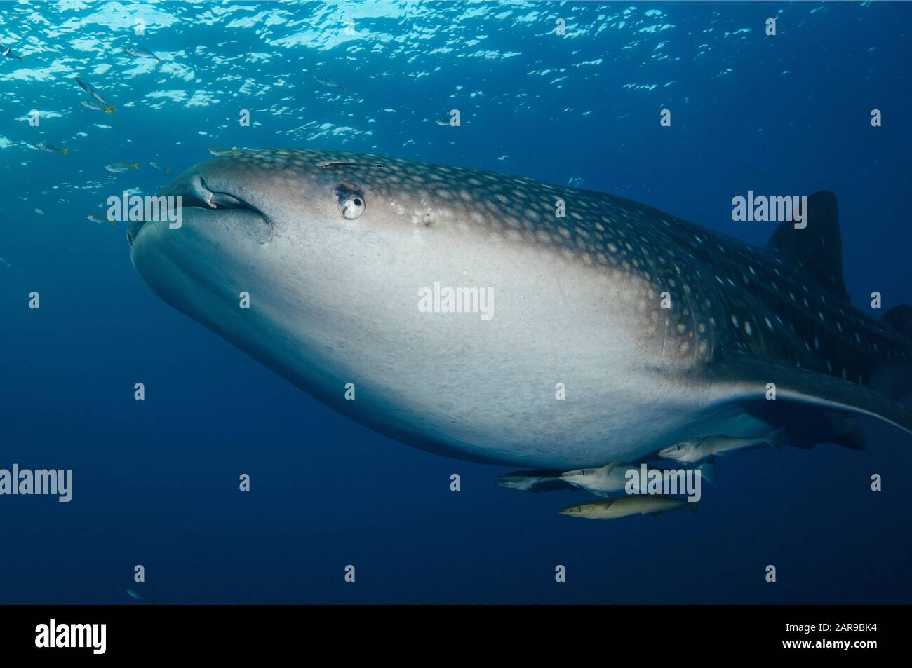 Requin Baleine, Rhincodon Typus, Avec Ses Moukerfish Élancée, Ses Naaucrates Echeneis, La Baie De Cenderawasih, La Papouasie Occidentale, L'Indonésie, L'Océan Pacifique Banque D'Images