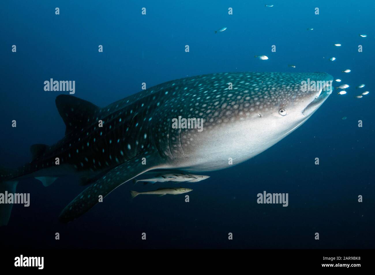 Requin baleine, Rhincodon typus, avec petits poissons et suckerfish Sleneis, naaucrates Echeneis, baie de Cenderawasih, Papouasie-Ouest, Indonésie, Océan Pacifique Banque D'Images