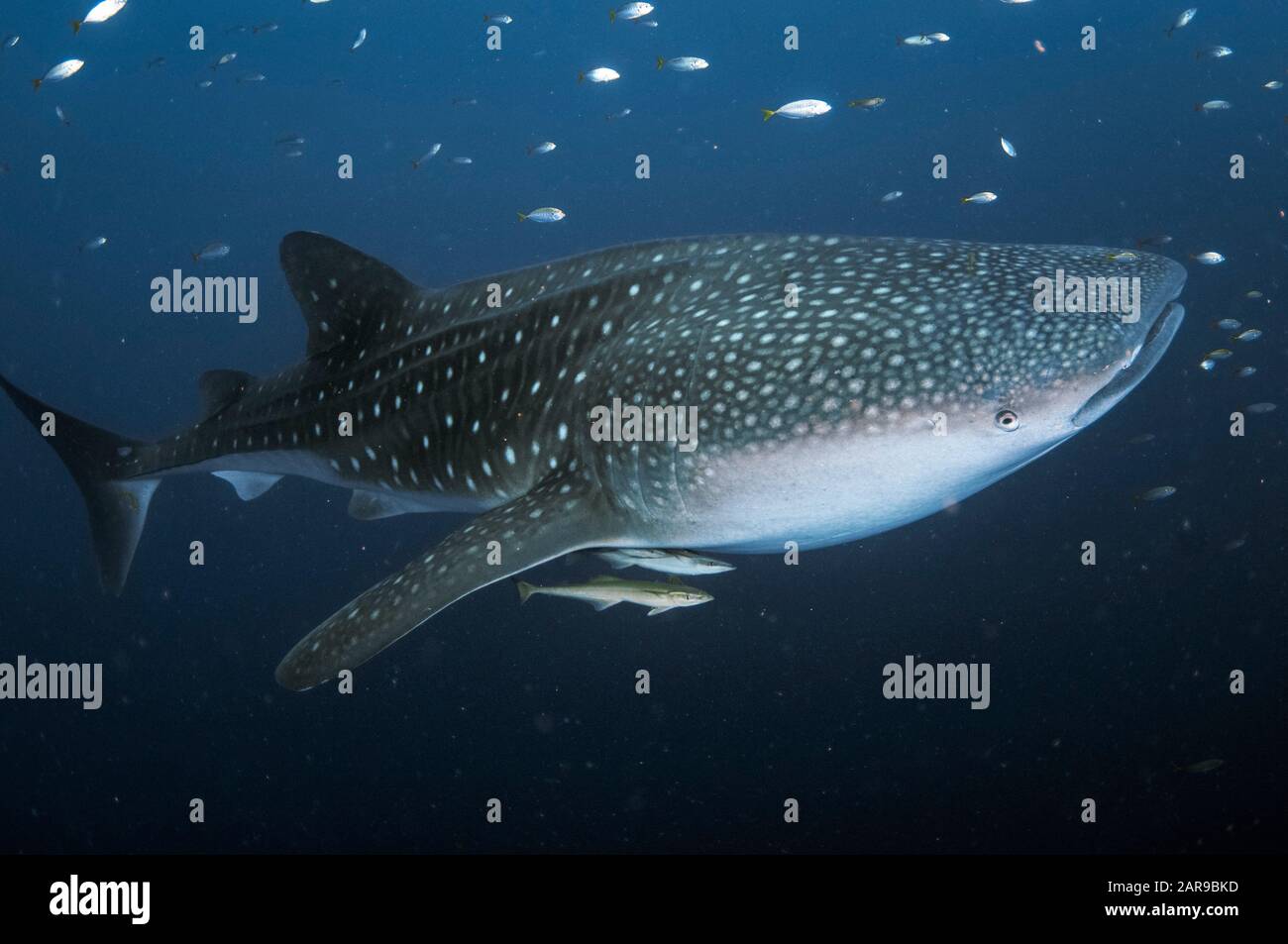 Requin baleine, Rhincodon typus, avec petits poissons et suckerfish mince, Acheneis naucrates, Cenderawasih Bay, Papouasie-Ouest, Indonésie, Océan Pacifique Banque D'Images