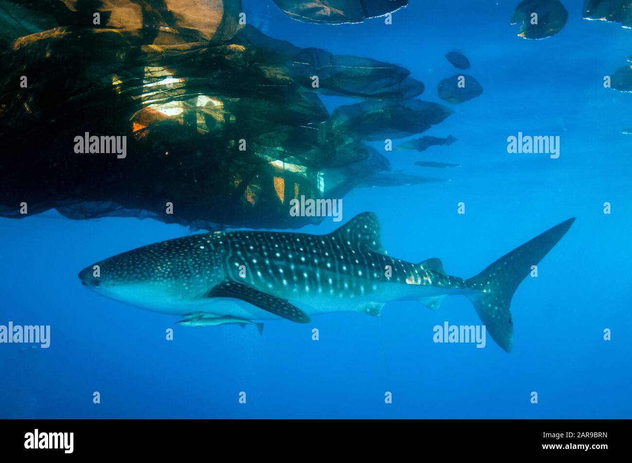 Requin-baleine, Rhincodon typus, avec ses moukerfish svelte, Echeneis naucrates, par radeau de pêche, baie de Cenderawasih, Papouasie-Ouest, Indonésie, Océan Pacifique Banque D'Images