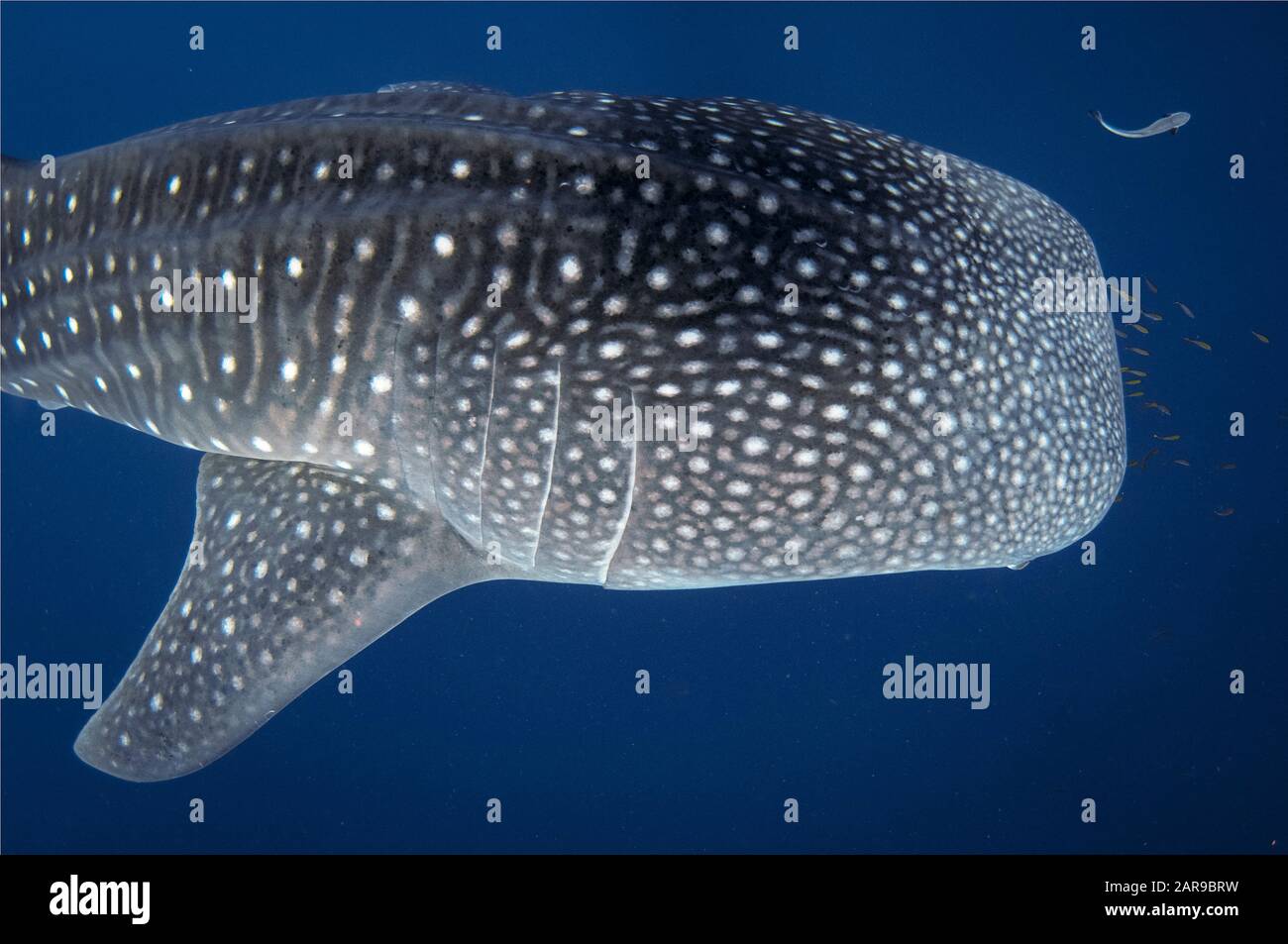 Requin baleine, Rhincodon typus, avec petits poissons et suckerfish mince, Acheneis naucrates, Cenderawasih Bay, Papouasie-Ouest, Indonésie, Océan Pacifique Banque D'Images