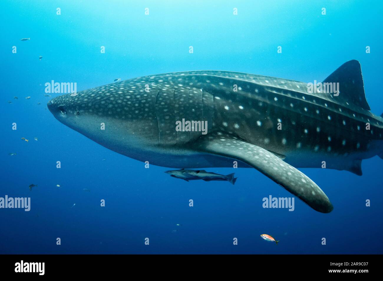 Requin Baleine, Rhincodon Typus, Avec Ses Moukerfish Élancée, Ses Naaucrates Echeneis, La Baie De Cenderawasih, La Papouasie Occidentale, L'Indonésie, L'Océan Pacifique Banque D'Images
