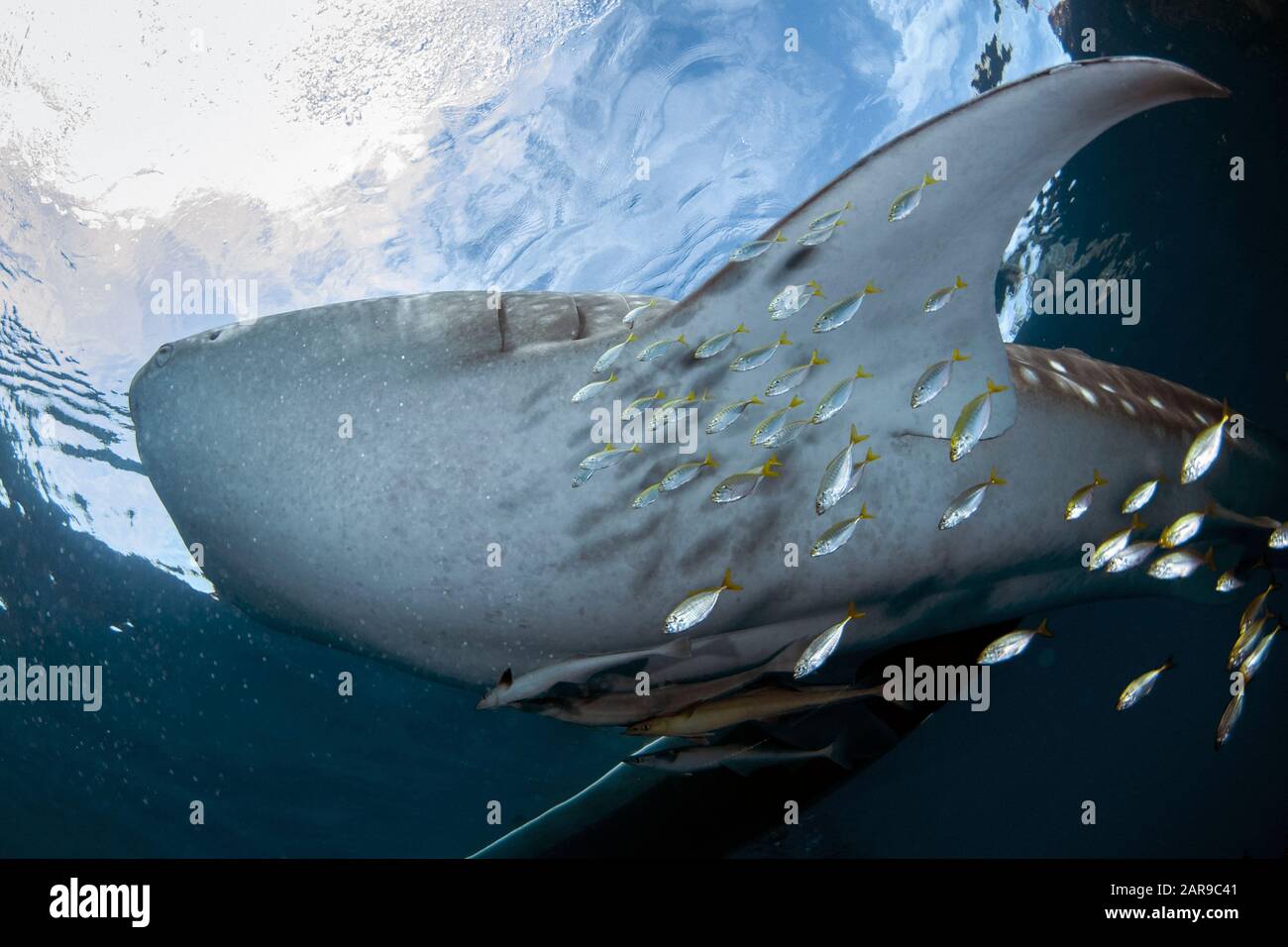 Requin baleine, Rhincodon typus, avec ses moukerfish svelte, Echeneis naucrates, par radeau de pêche, avec soleil en arrière-plan, baie de Cenderawasih, Papouasie-Ouest, Indo Banque D'Images