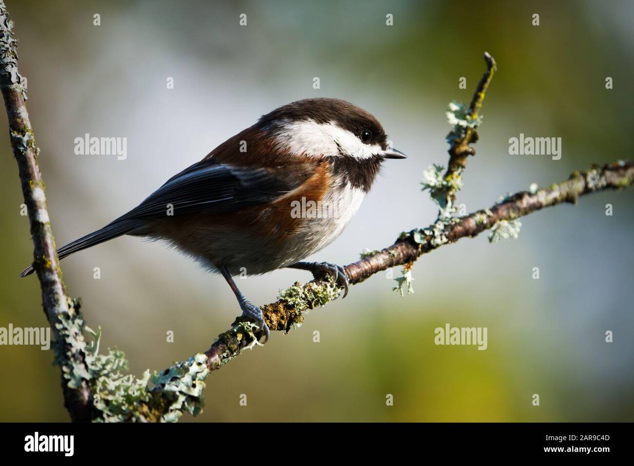 Chichadee aux châtaigniers perché sur la branche, Snohomish, Washington, États-Unis Banque D'Images