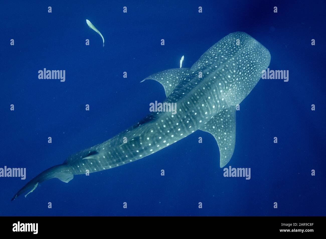 Requin Baleine, Rhincodon Typus, Avec Ses Moukerfish Élancée, Ses Naaucrates Echeneis, La Baie De Cenderawasih, La Papouasie Occidentale, L'Indonésie, L'Océan Pacifique Banque D'Images