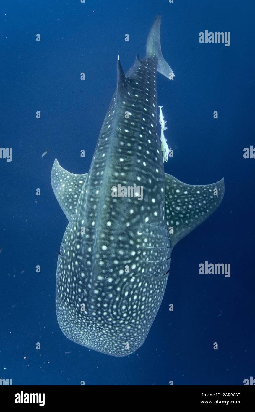 Requin Baleine, Rhincodon Typus, Avec Ses Moukerfish Élancée, Ses Naaucrates Echeneis, La Baie De Cenderawasih, La Papouasie Occidentale, L'Indonésie, L'Océan Pacifique Banque D'Images