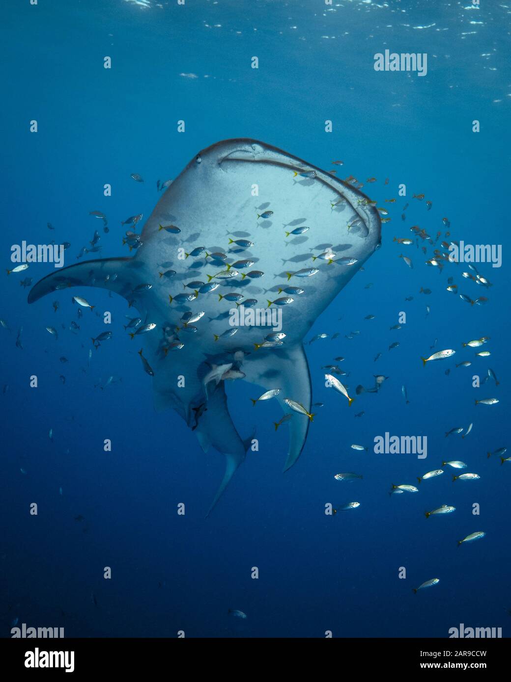 Requin Baleine, Rhincodon Typus, Avec Ses Moukerfish Élancée, Ses Naaucrates Echeneis, La Baie De Cenderawasih, La Papouasie Occidentale, L'Indonésie, L'Océan Pacifique Banque D'Images