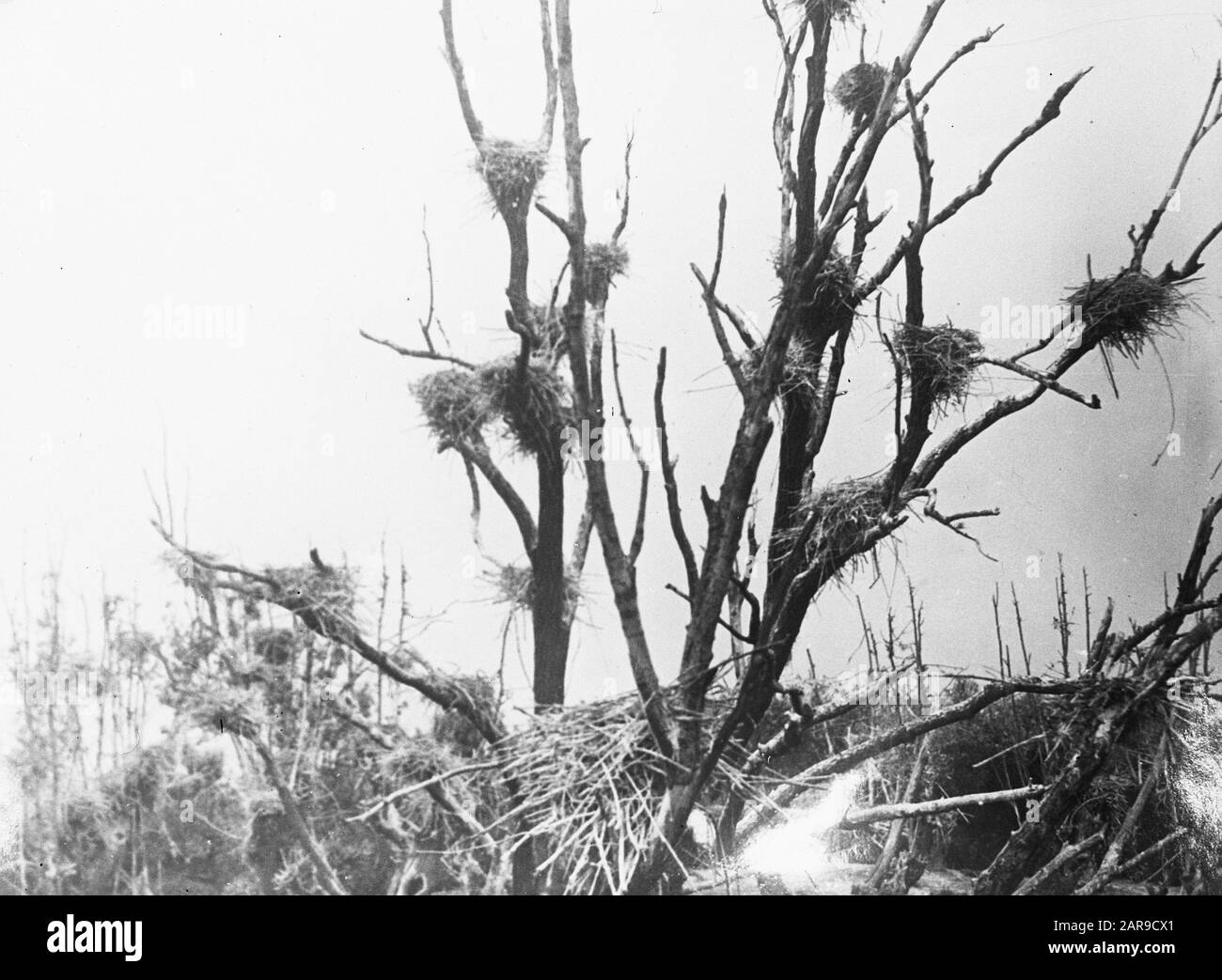 Oiseaux, cormorant Date: Non daté mots clés: Oiseaux Nom De La Personne: Cormorant Banque D'Images