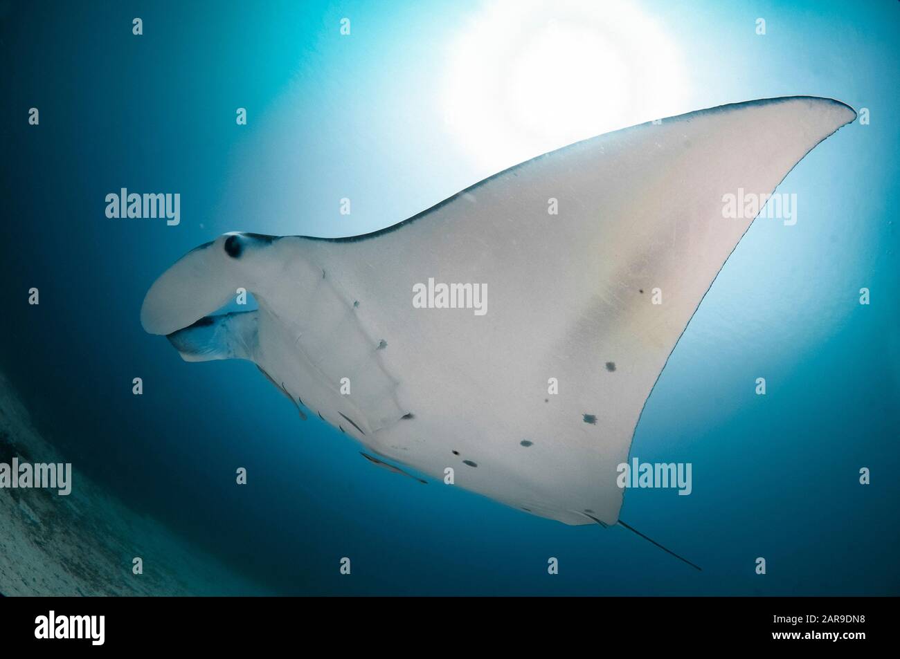 Reef Manta Ray, Manta alfredi, avec Slener Suckerfish (Echeneis naucrates, Manta Sandy Dive site, Arborek, Dampier Straits, Raja Ampat, Papouasie-Ouest, I Banque D'Images