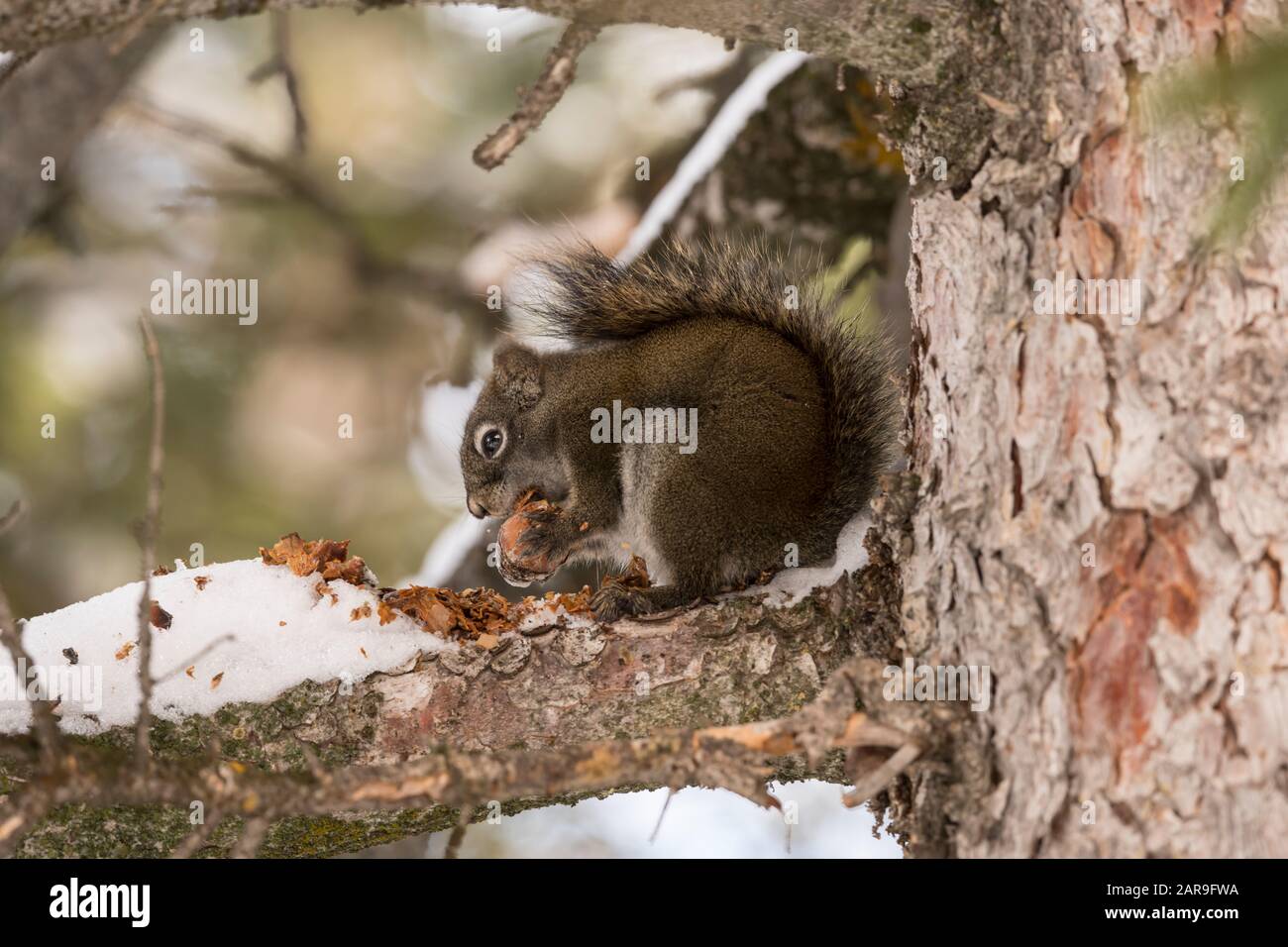L'écureuil rouge américain mangeant un cône de pin Banque D'Images