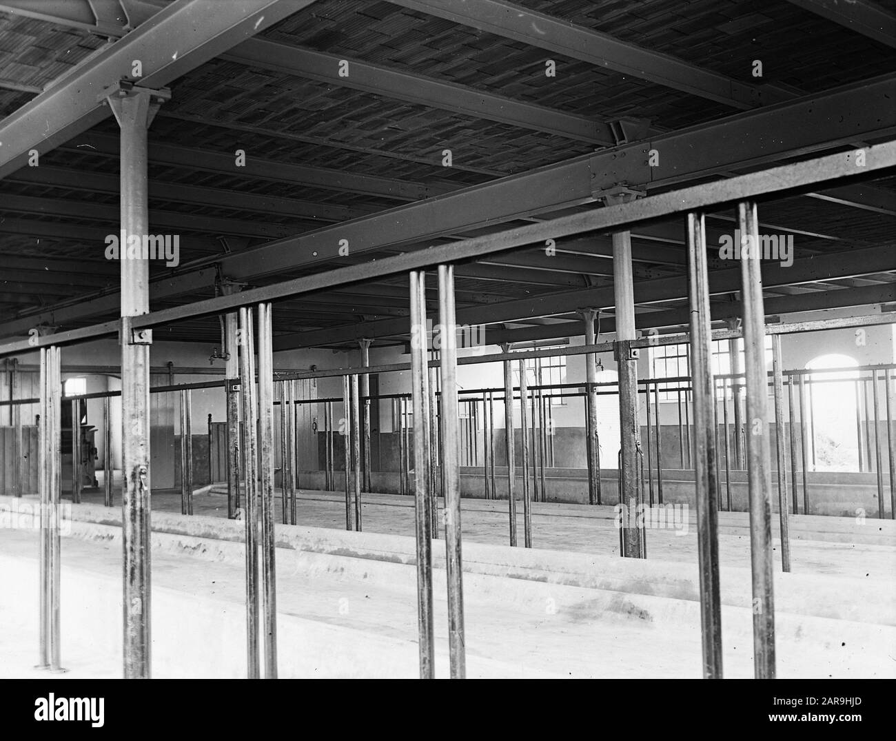 Bétail, intérieur Annotation: Koestal van de 'Annehoeve' on Landgoed de Dompt (Gemert-Bakel) Date: Non daté mots clés: Intérieur, bétail Banque D'Images