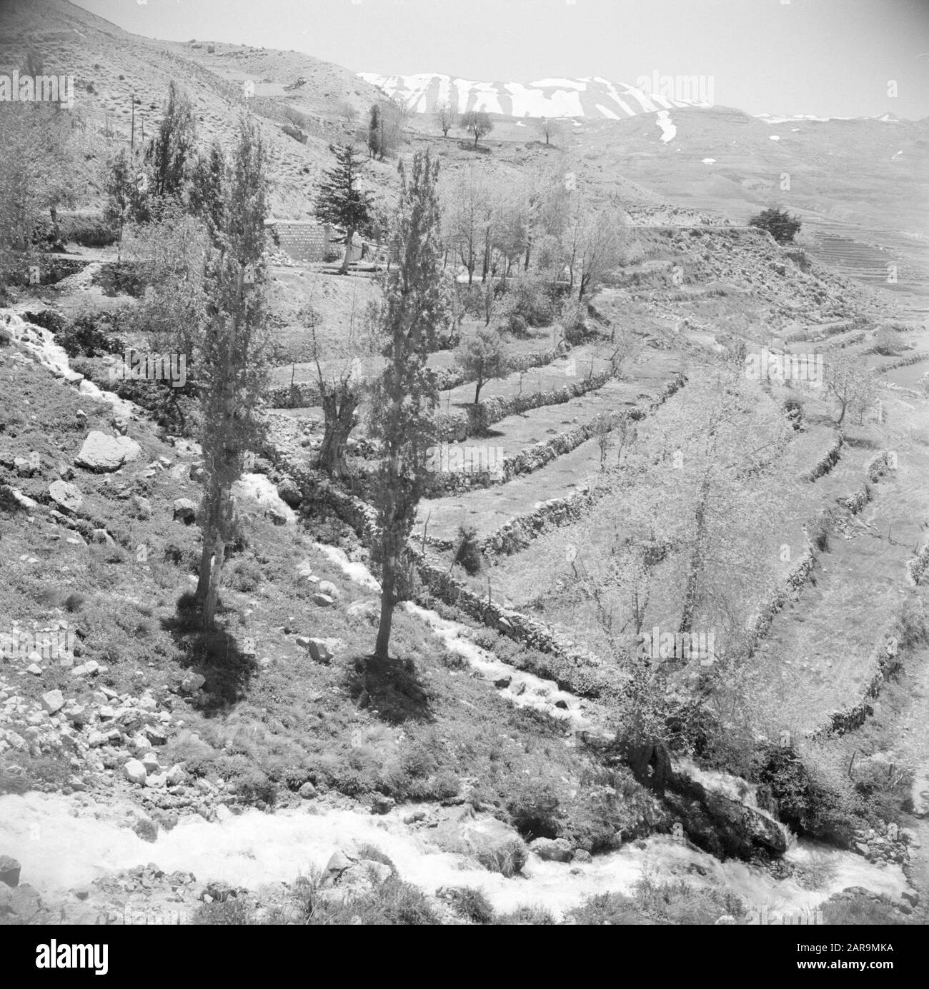 Moyen-Orient 1950-1955 : Liban vue sur les pistes de terrasse près de Tripoli. Les montagnes enneigées du Liban à l'horizon Date: 1950 lieu: Liban, Tripoli mots clés: Montagnes, panorama, terrasses Banque D'Images