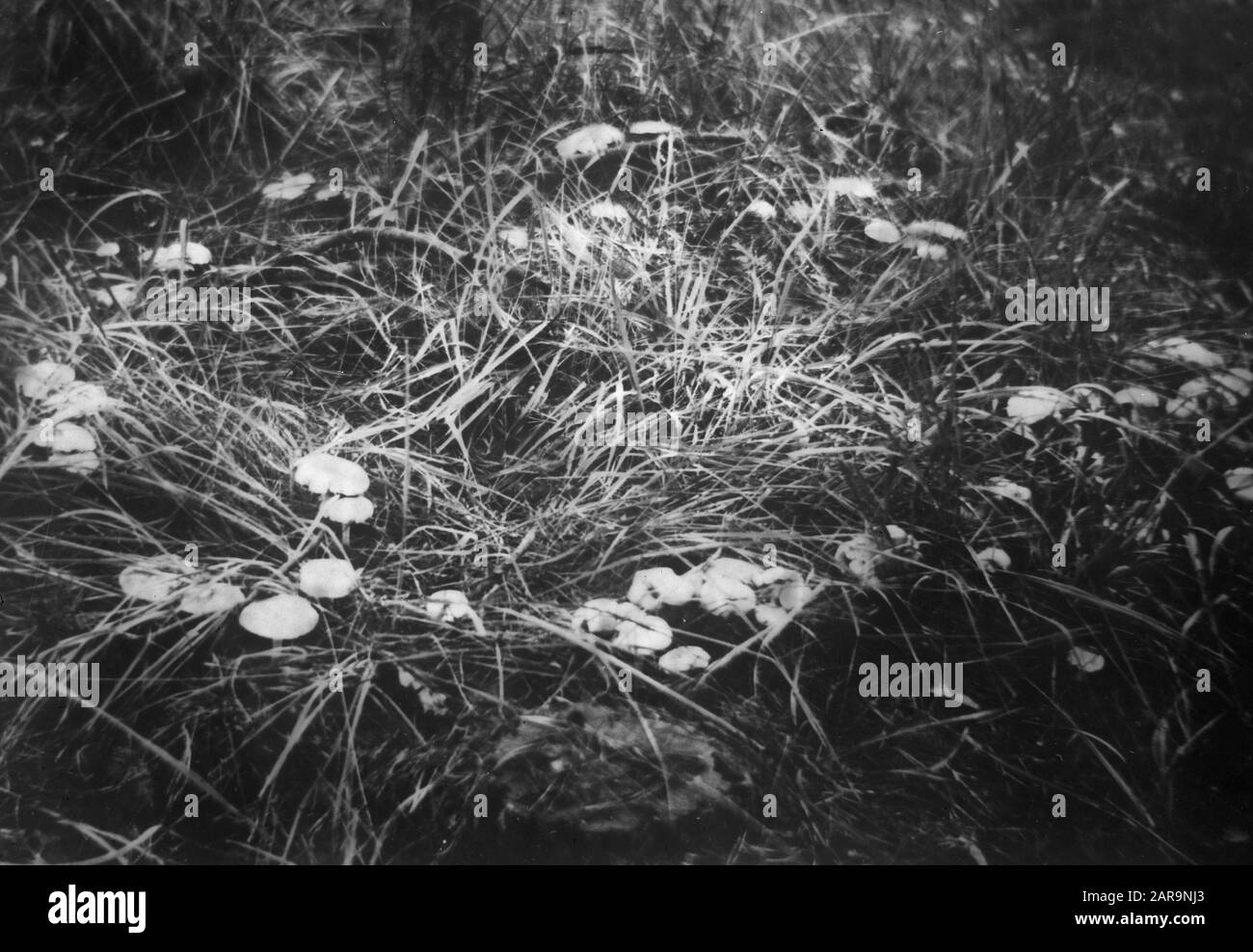 Dommages, plantes supérieures, champignons, corbeau, collybia maculata Date: Non daté mots clés: Plantes supérieures, dommages, champignons Nom personnel: Collybia maculata, cercle des sorcières Banque D'Images