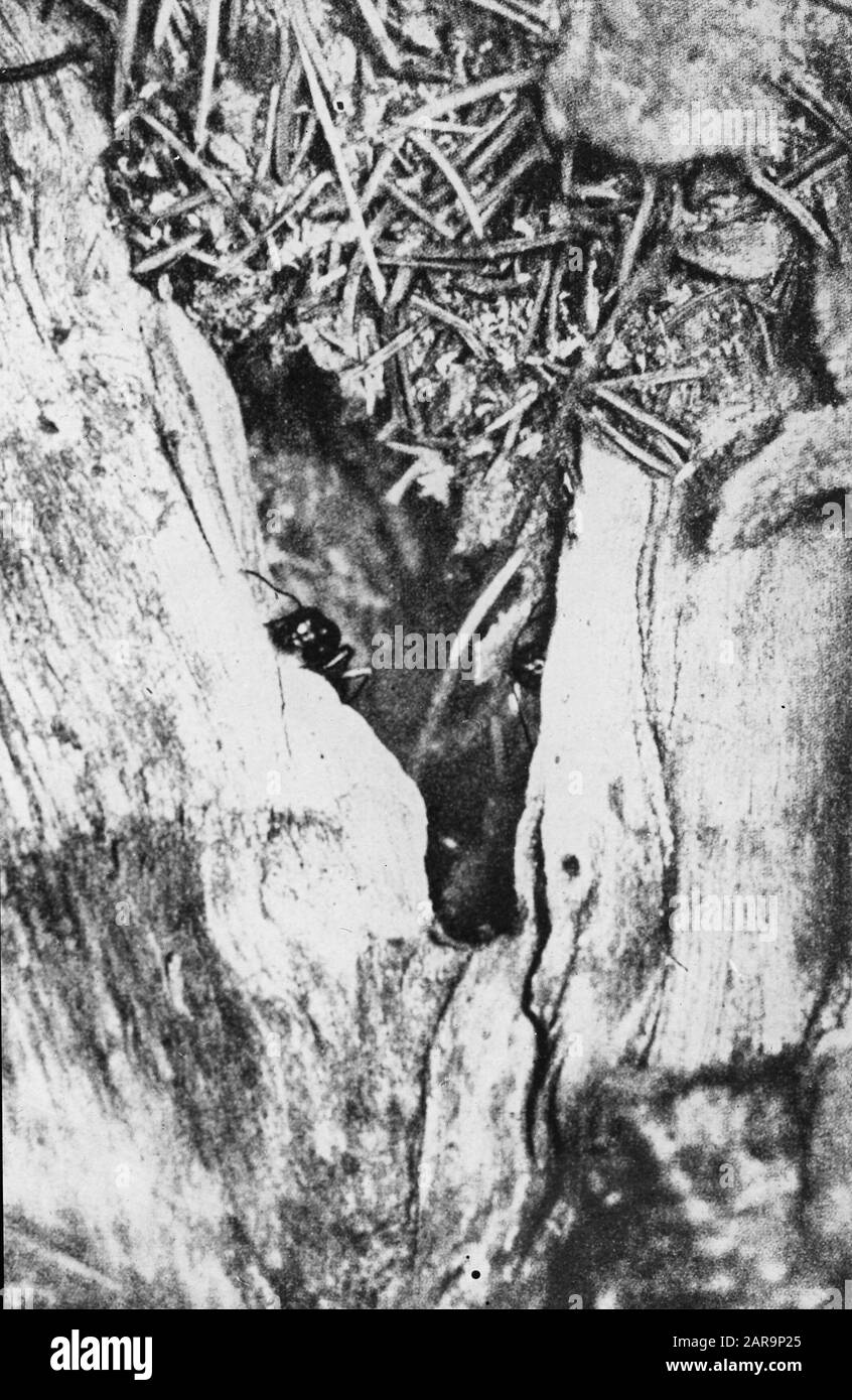 Insectes, dommages, camponotus ligniperda Date: Non daté mots clés: Dommages, insectes Nom personnel: Camponotus ligniperda Banque D'Images